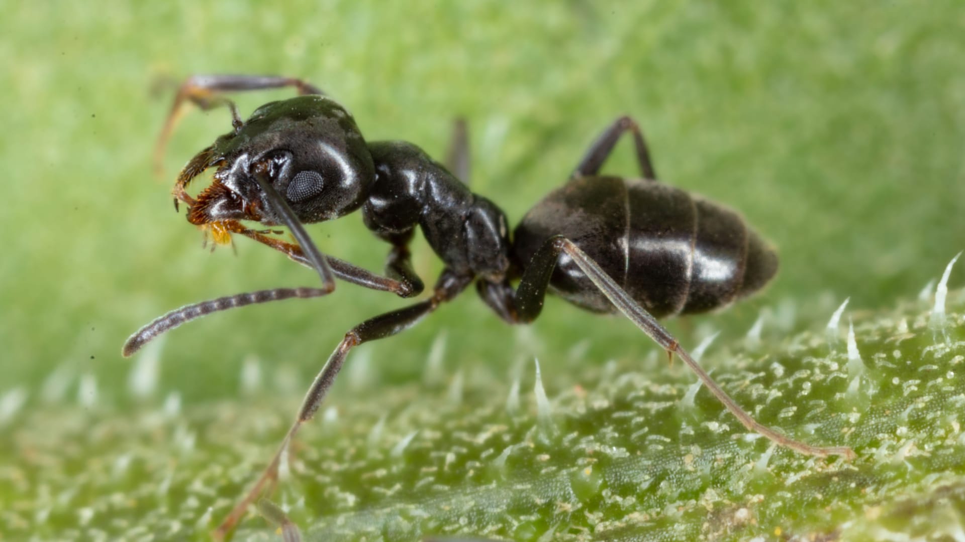 Closeup of an Tapinoma sessile ant walking on green grass Closeup of an Tapinoma sessile ant walking on green grass