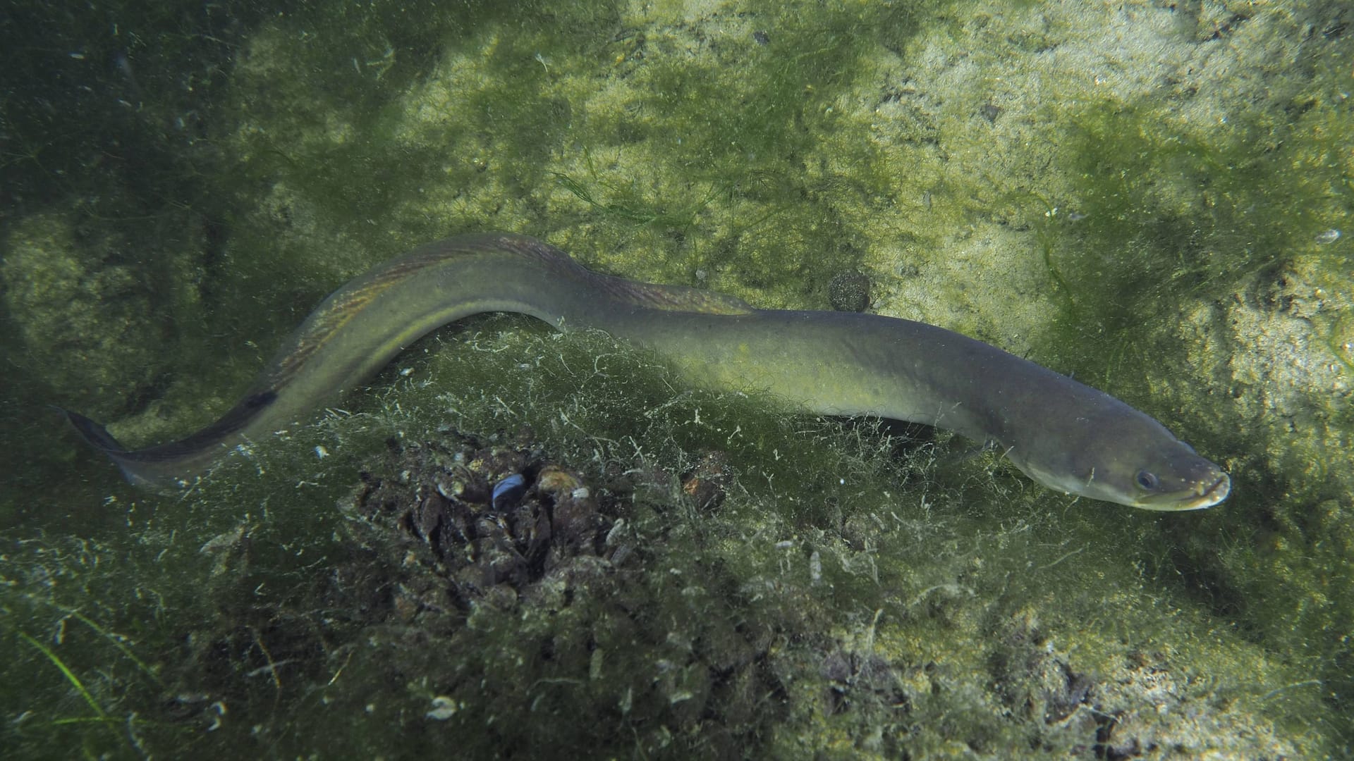 Ein Europäischer Aal (Archivbild): Das Blut der Fische ist giftig.