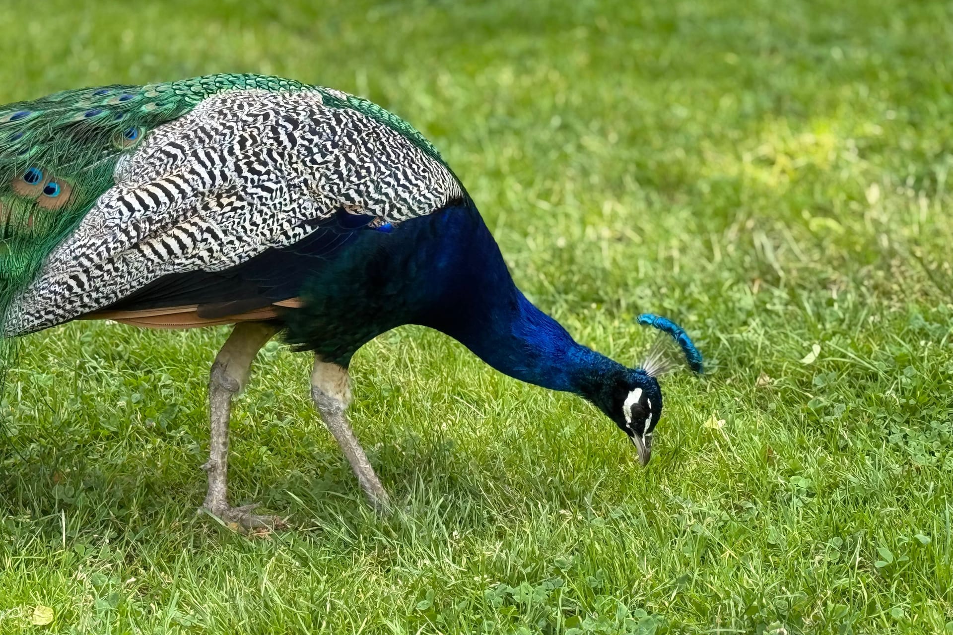 Ein Pfau auf einer Wiese (Symbolbild): In einer englischen Stadt richten die Vögel große Schäden an.