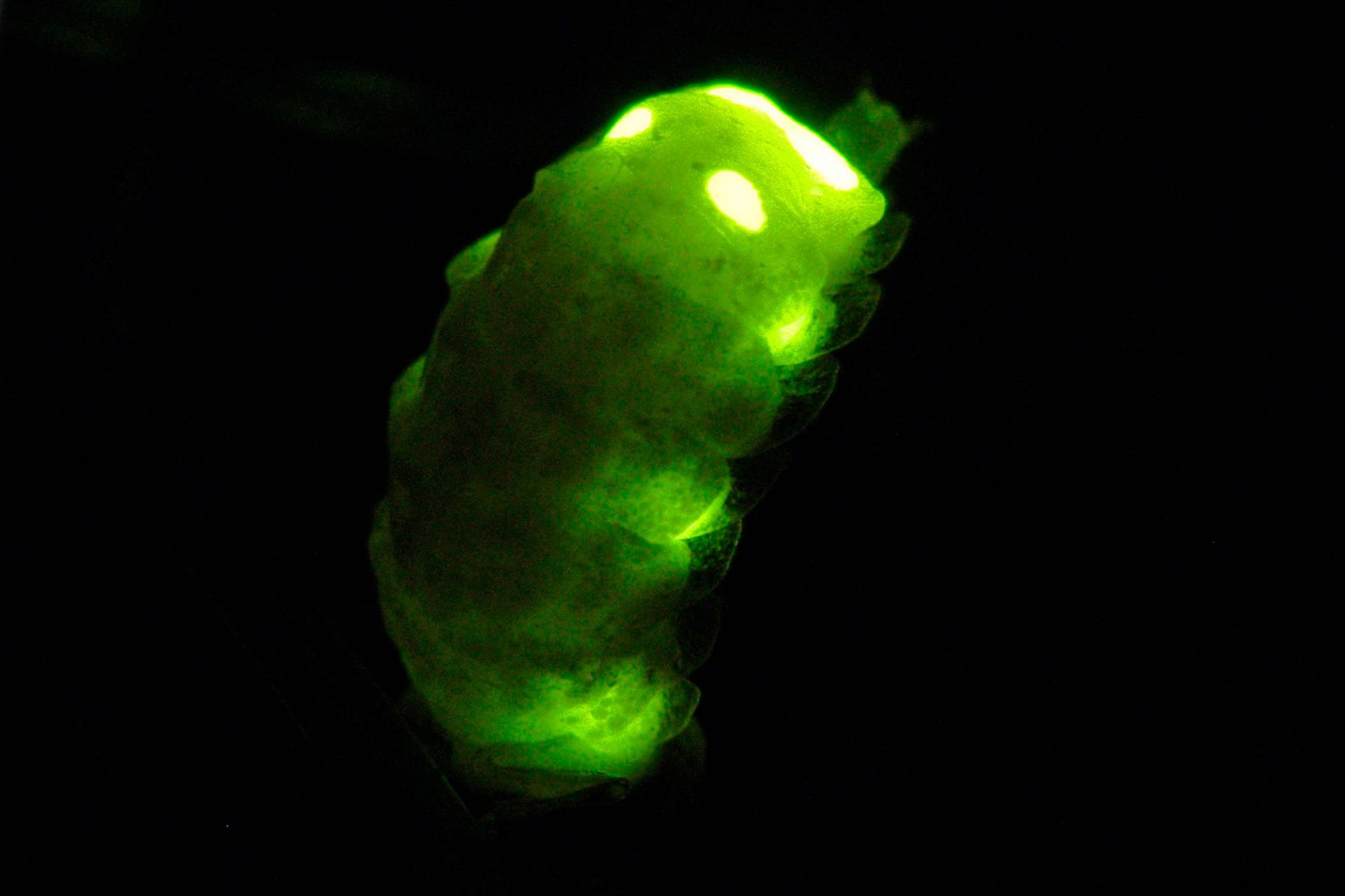 Glühwürmchen: Auch in Organismen am Land kommt die Biolumineszenz vor. Glühwürmchen: Auch in Organismen am Land kommt die Biolumineszenz vor.