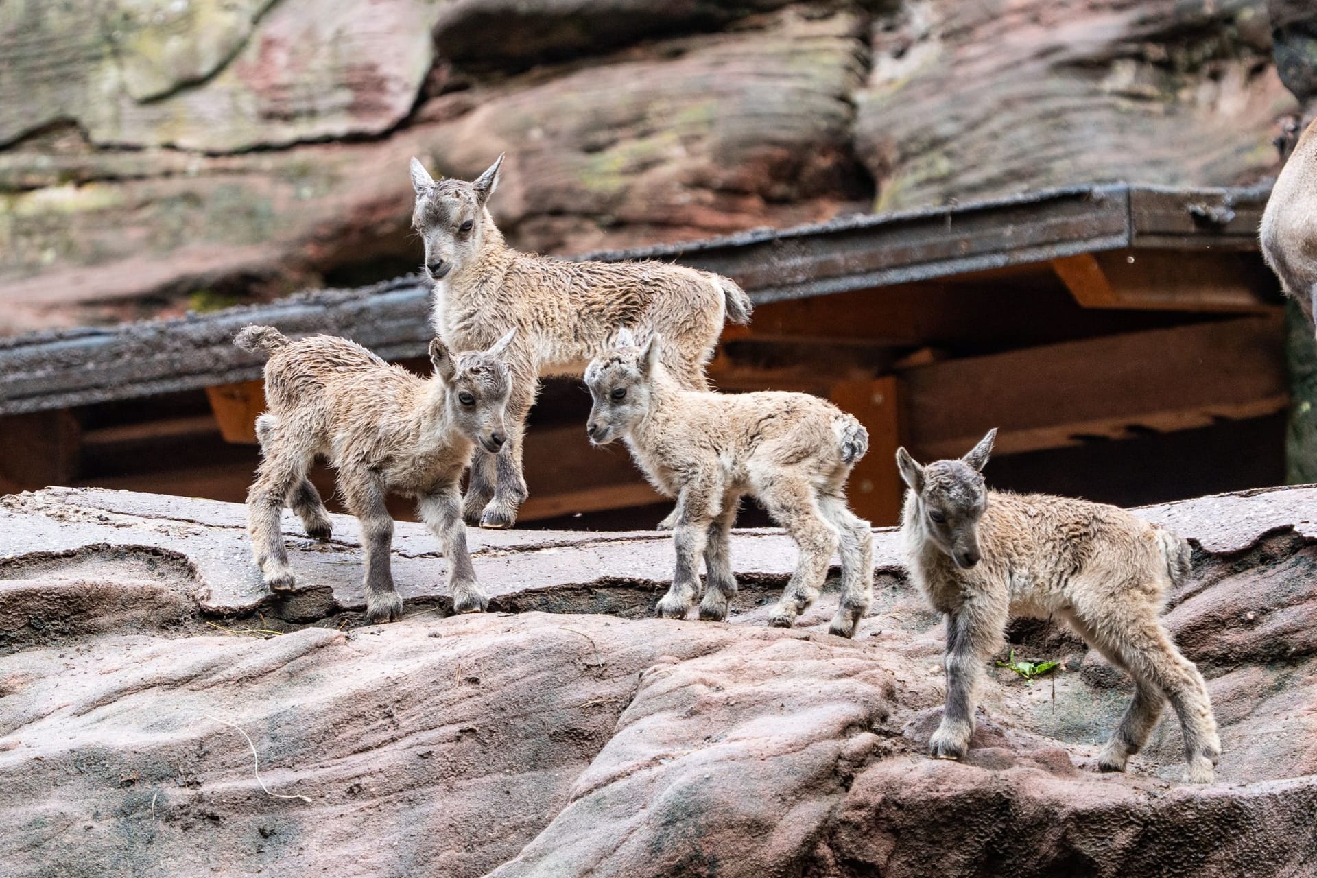 Die Alpensteinböcke im Tiergarten: Die Tiere sind schon im Gelände unterwegs.