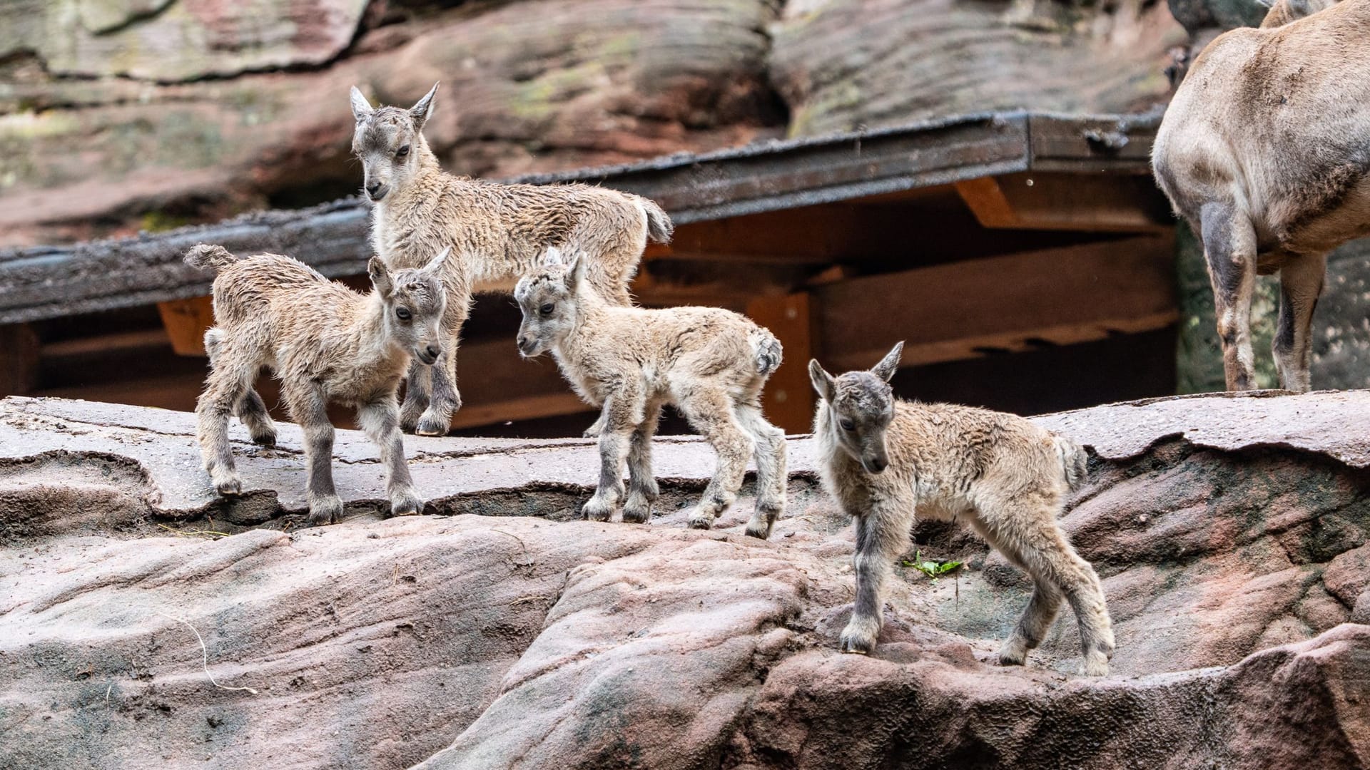 Die Alpensteinböcke im Tiergarten: Die Tiere sind schon im Gelände unterwegs. Die Alpensteinböcke im Tiergarten: Die Tiere sind schon im Gelände unterwegs.