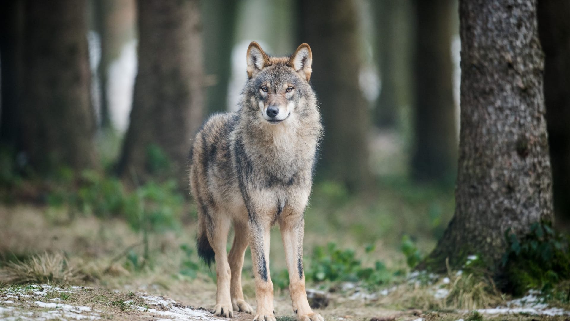 Neues zum Thema Wolf Neues zum Thema Wolf