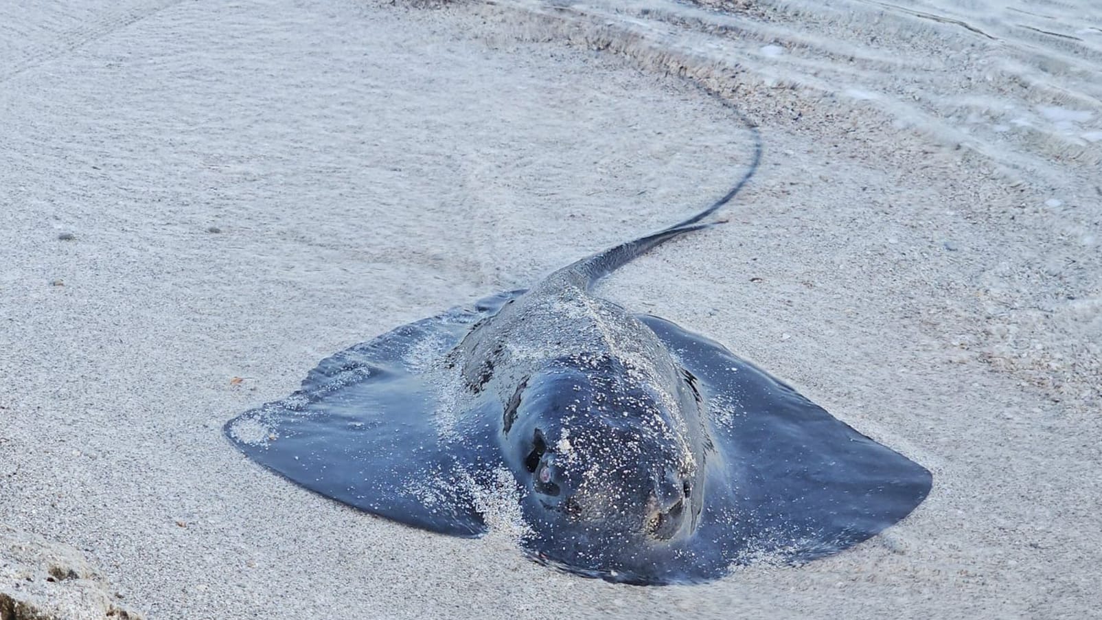 Rochenstrandungen geben Experten in Spanien Rätsel auf Rochenstrandungen geben Experten in Spanien Rätsel auf