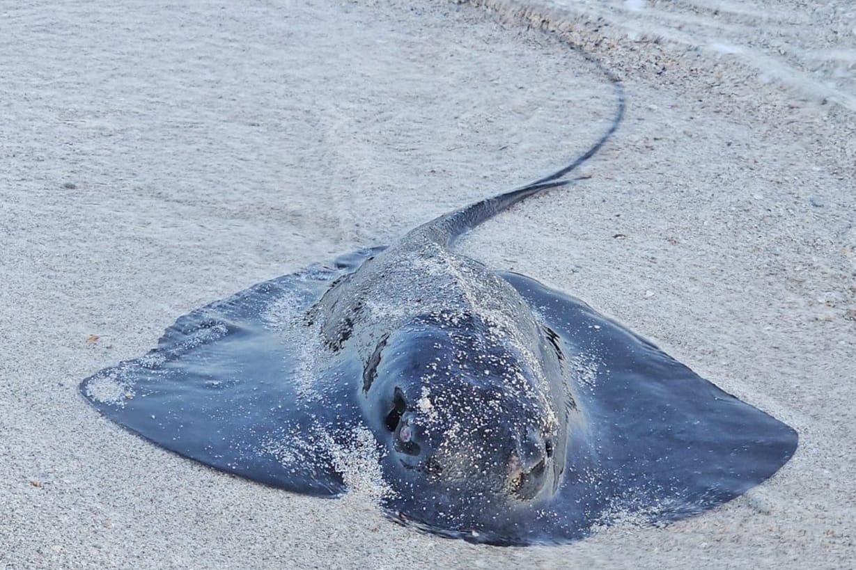 Rochenstrandungen geben Experten in Spanien Rätsel auf