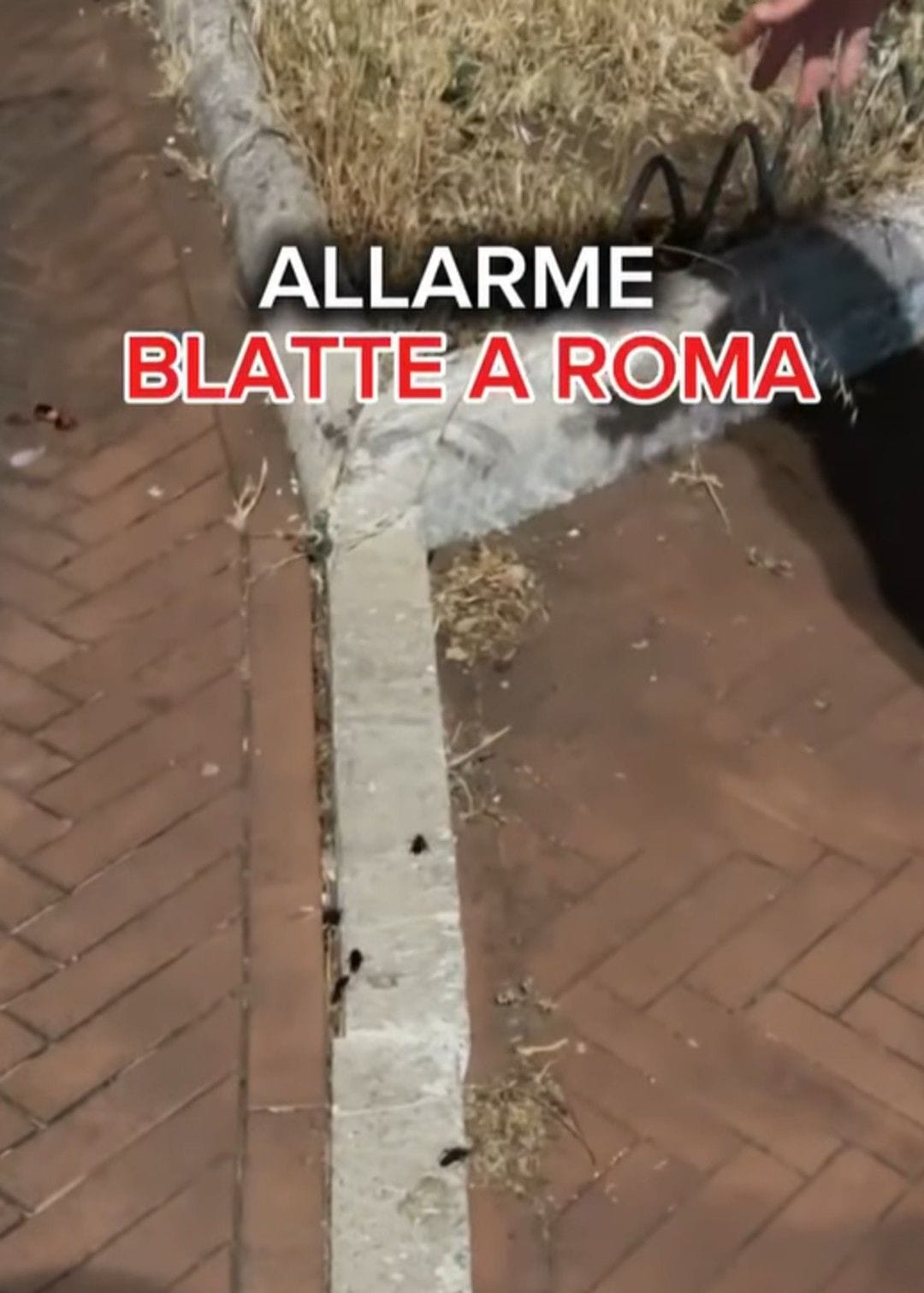 Der rechte Politiker Daniele Giannini zeigt Kakerlaken in Rom: Der Regionaldirektor der Lega Nord versucht, die Plage politisch auszuschlachten.