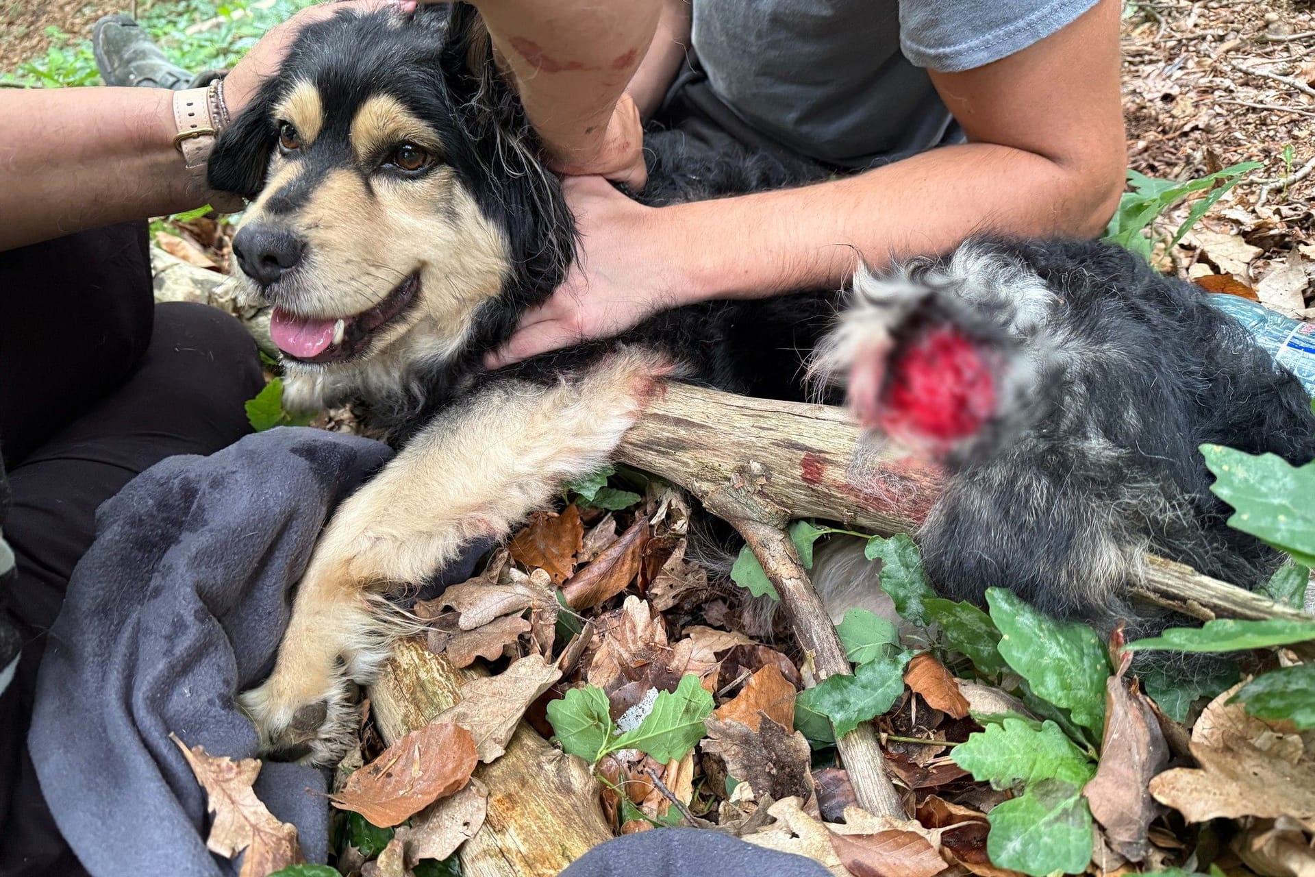 Hund Eliot wurde von einem Ast schwer verletzt: Die Essener Tierrettung rückte zum Einsatz aus und bewahrte das Tier vor dem Tod.