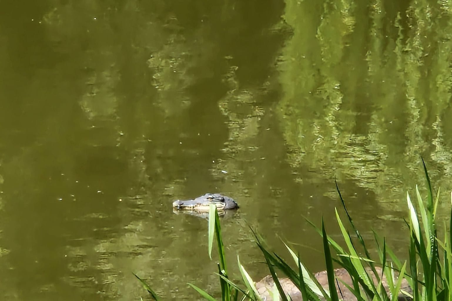 Falscher Alligator