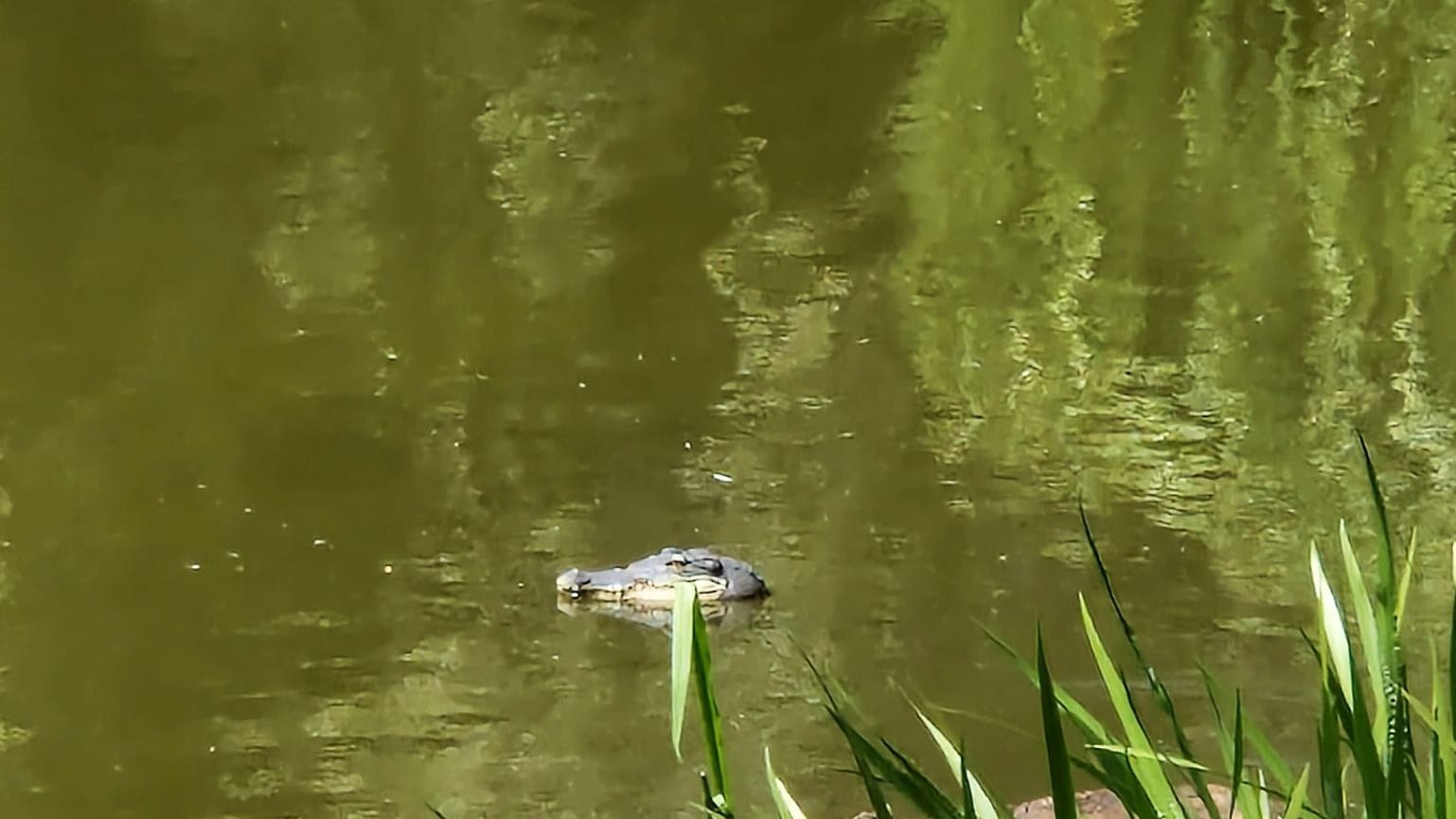 Falscher Alligator