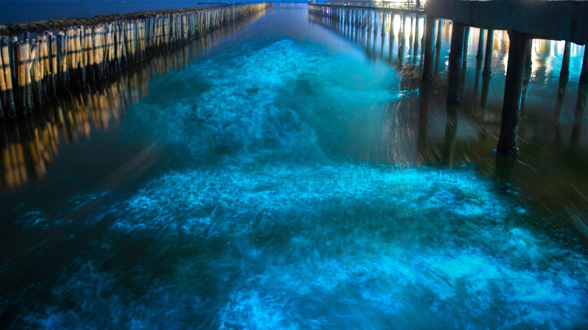 Bioluminescence in night blue sea water.Blue fluorescent wave of bioluminescent plankton about mangrove forest in Khok Kham ,Samut Sakhon near Bangkok Thailand.