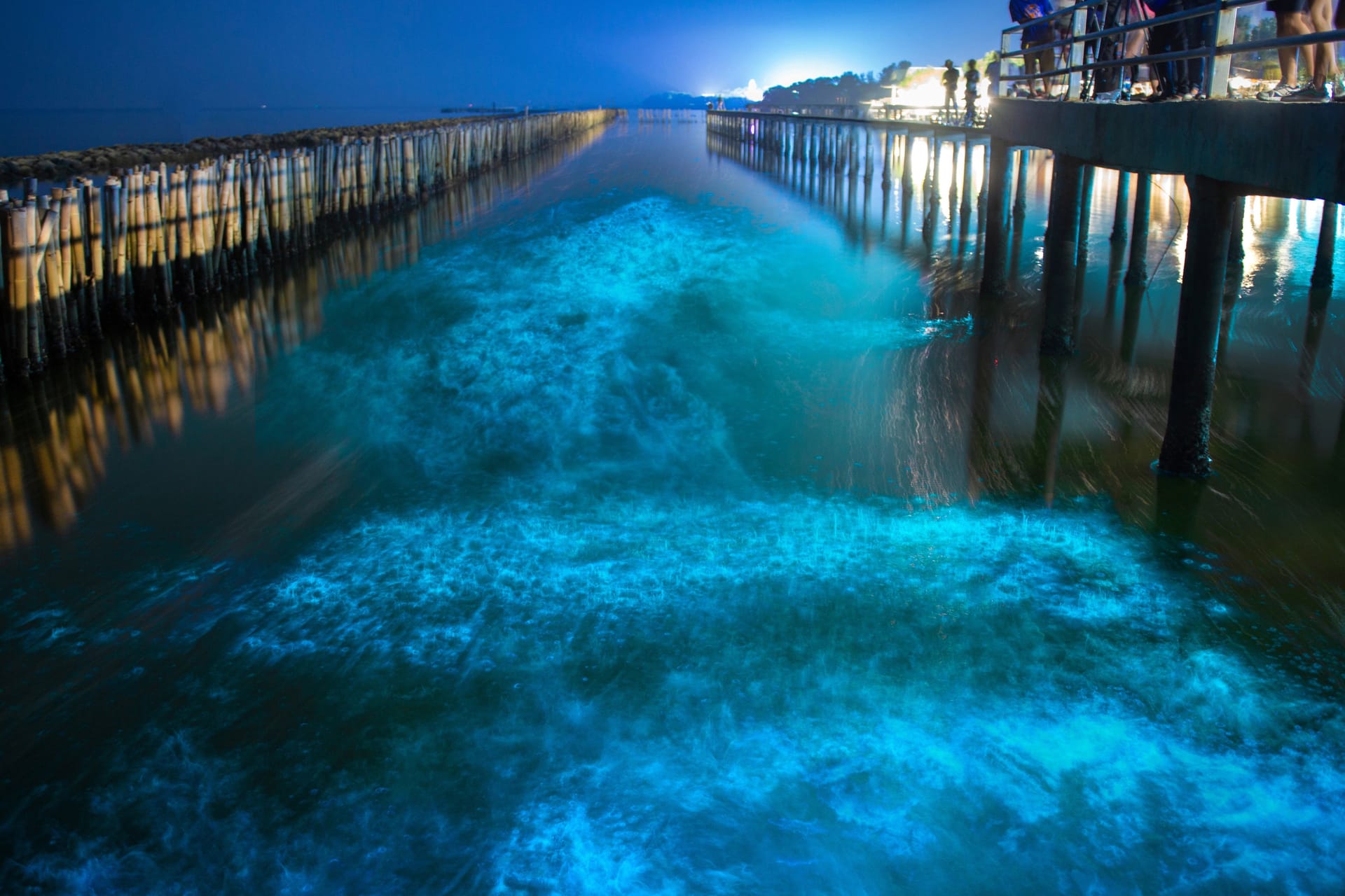 Bioluminescence in night blue sea water.Blue fluorescent wave of bioluminescent plankton about mangrove forest in Khok Kham ,Samut Sakhon near Bangkok Thailand.