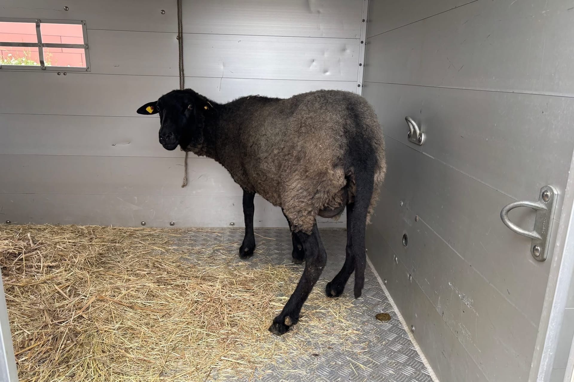 Ein Schaf, dass von der Polizei in einer Wohnung in Berlin gerettet wurde. Zwei weitere gestohlene Schafe wurden geschlachtet. Foto: Polizei Berlin/dpa +++ dpa-Bildfunk +++