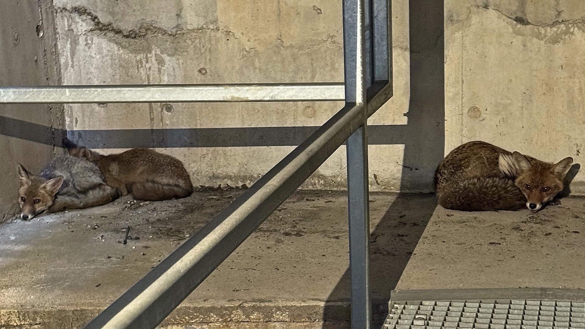 Zwei Füchse liegen auf einem Treppenabsatz: Insgesamt hatten es sich vier Tiere in der Olympiahalle gemütlich gemacht. Zwei Füchse liegen auf einem Treppenabsatz: Insgesamt hatten es sich vier Tiere in der Olympiahalle gemütlich gemacht.