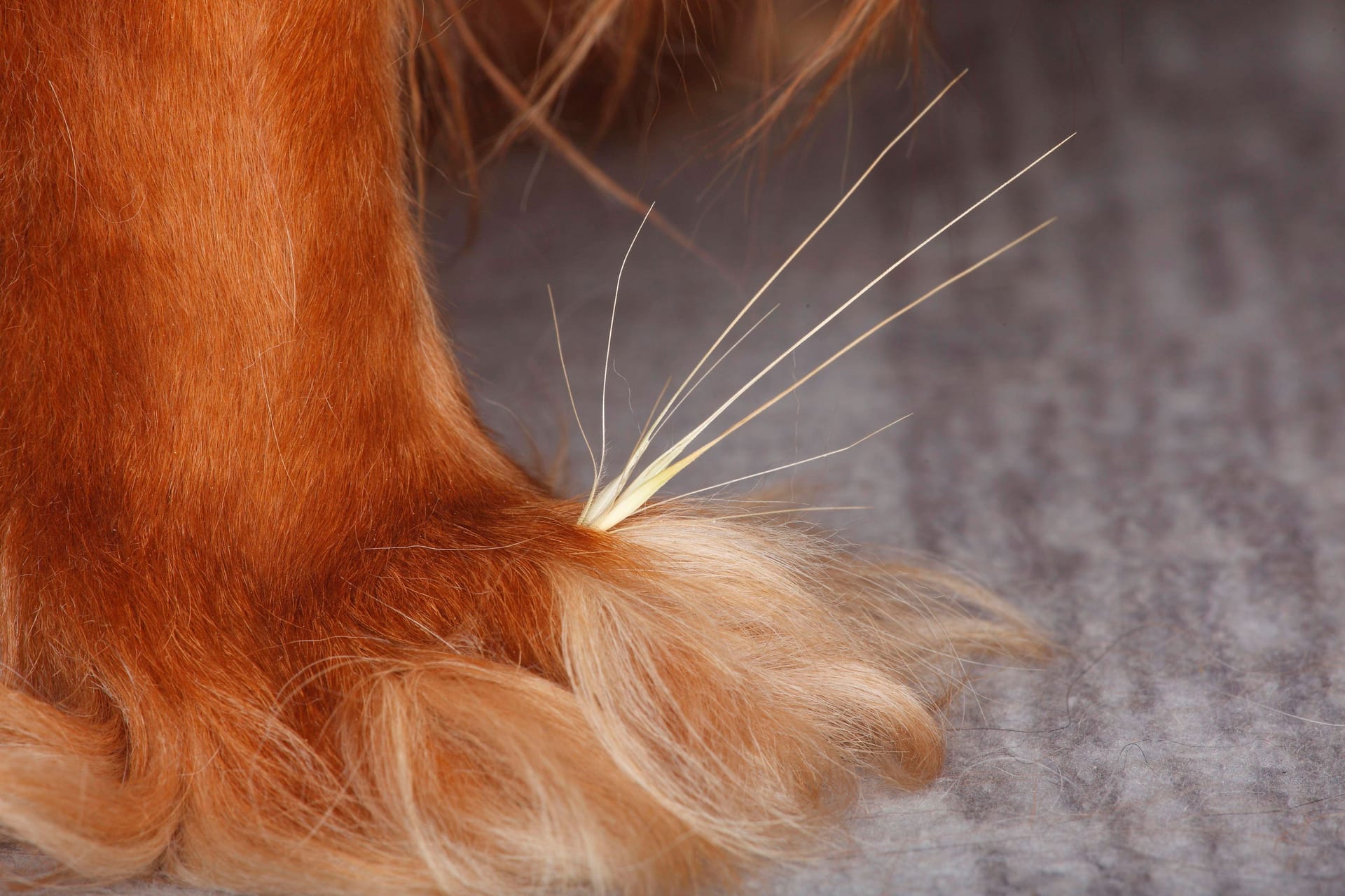 Das kann schmerzhaft sein: Grannen verfangen sich oft zwischen den Zehen bei Hunden.