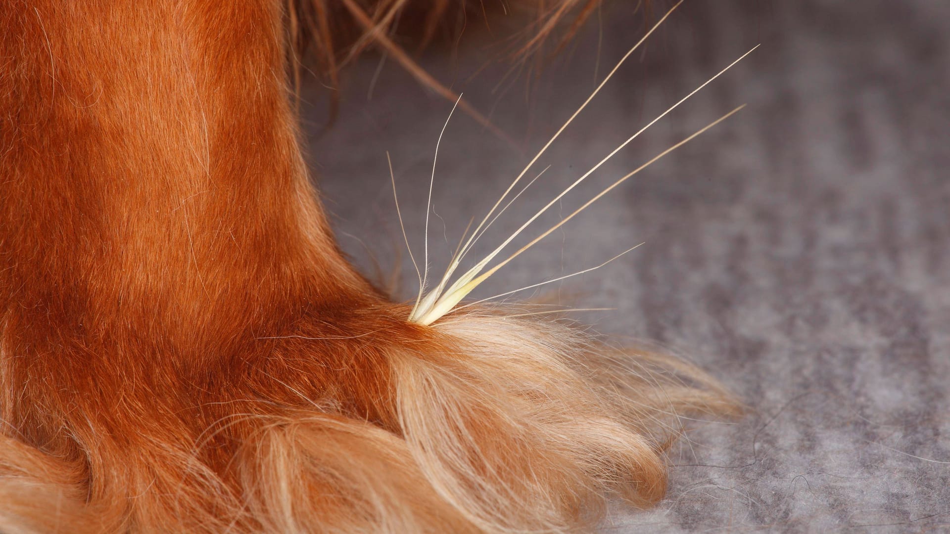 Das kann schmerzhaft sein: Grannen verfangen sich oft zwischen den Zehen bei Hunden.