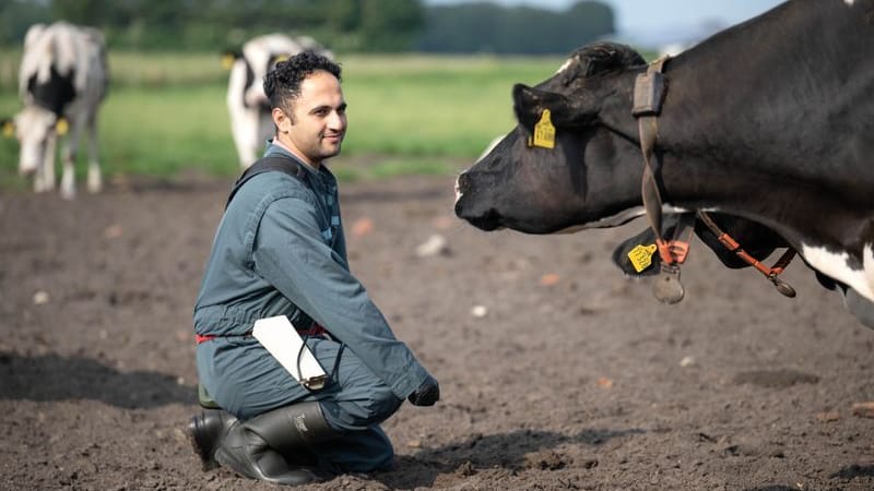 Tierarzt Mohammad Ranjbar-Saraskanroud mit Kühe auf der Weide.