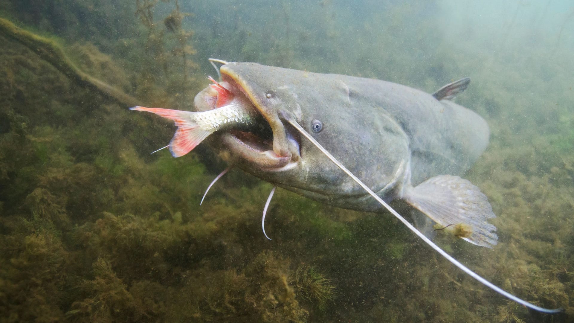 Ein Wels (Archivbild): Tiere von über zwei Metern Länge sind keine Seltenheit.