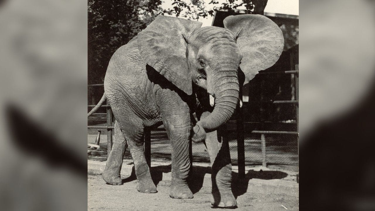 Elefant im Zoo (Archivbild): Düsseldorfer werden aufgerufen, mit historischen Fotos das Jubiläum zu bereichern. Elefant im Zoo (Archivbild): Düsseldorfer werden aufgerufen, mit historischen Fotos das Jubiläum zu bereichern.