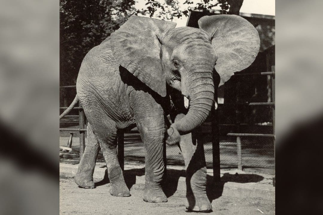 Elefant im Zoo (Archivbild): Düsseldorfer werden aufgerufen, mit historischen Fotos das Jubiläum zu bereichern.