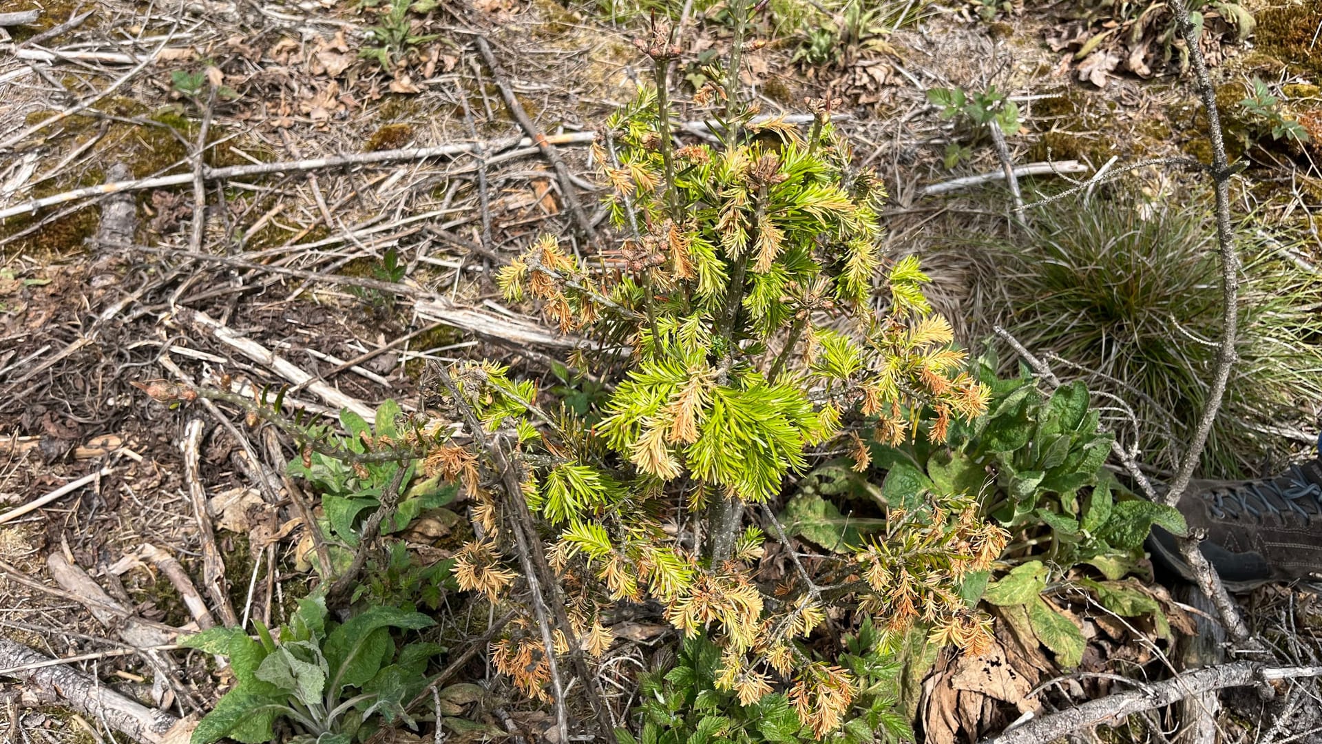 Eine kleine Tanne: Auf der jetzt leeren Flächen haben die Waldarbeiten schon neue Bäume gepflanzt – allerdings macht denen dort Frost und Hitze mehr zu schaffen, als wenn sie unter bestehenden Bäumen anwachsen würden.