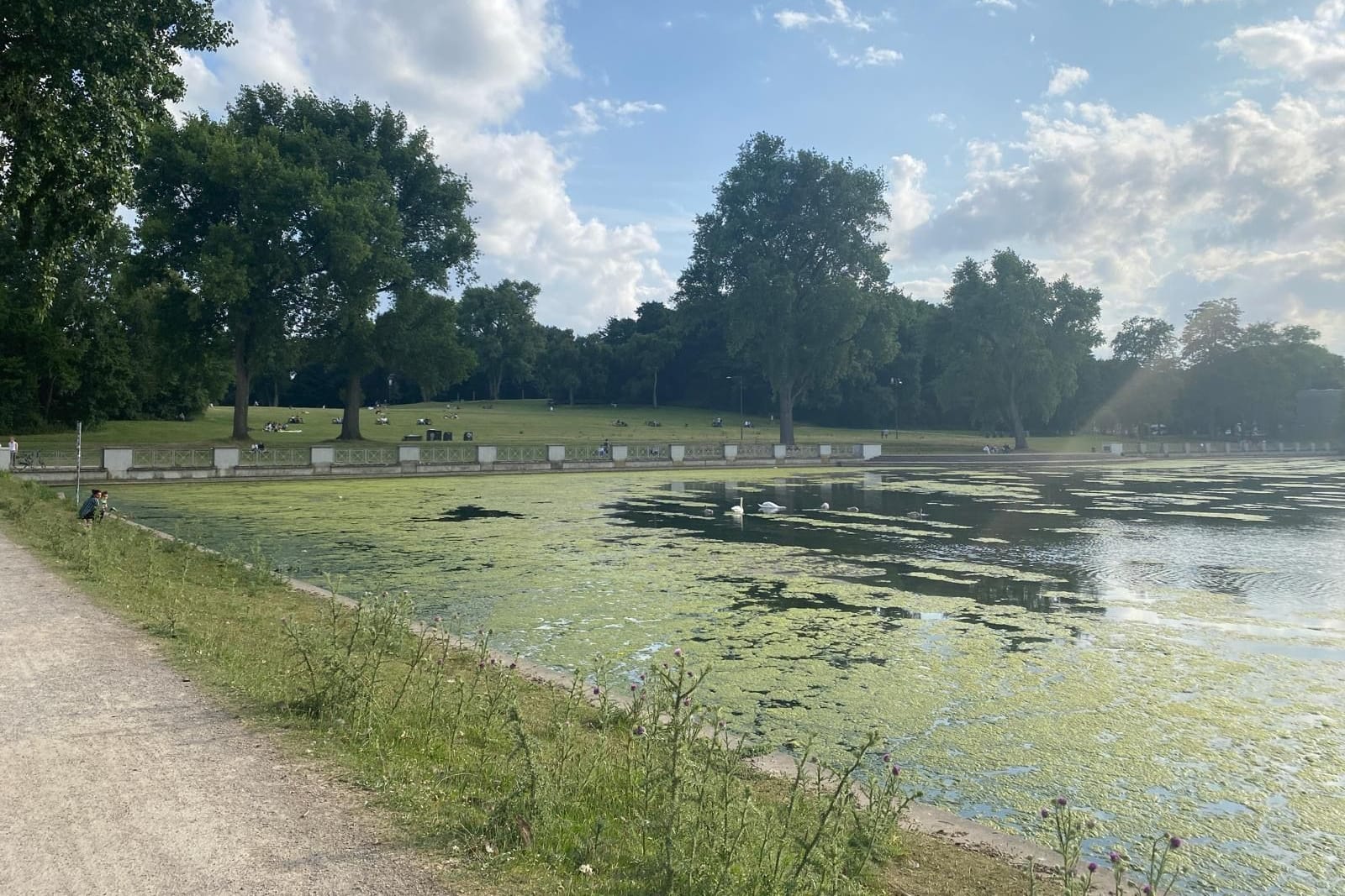 Der Aachener Weiher: Aktuell ist er übersät von Grünalgen. Der Aachener Weiher: Aktuell ist er übersät von Grünalgen.