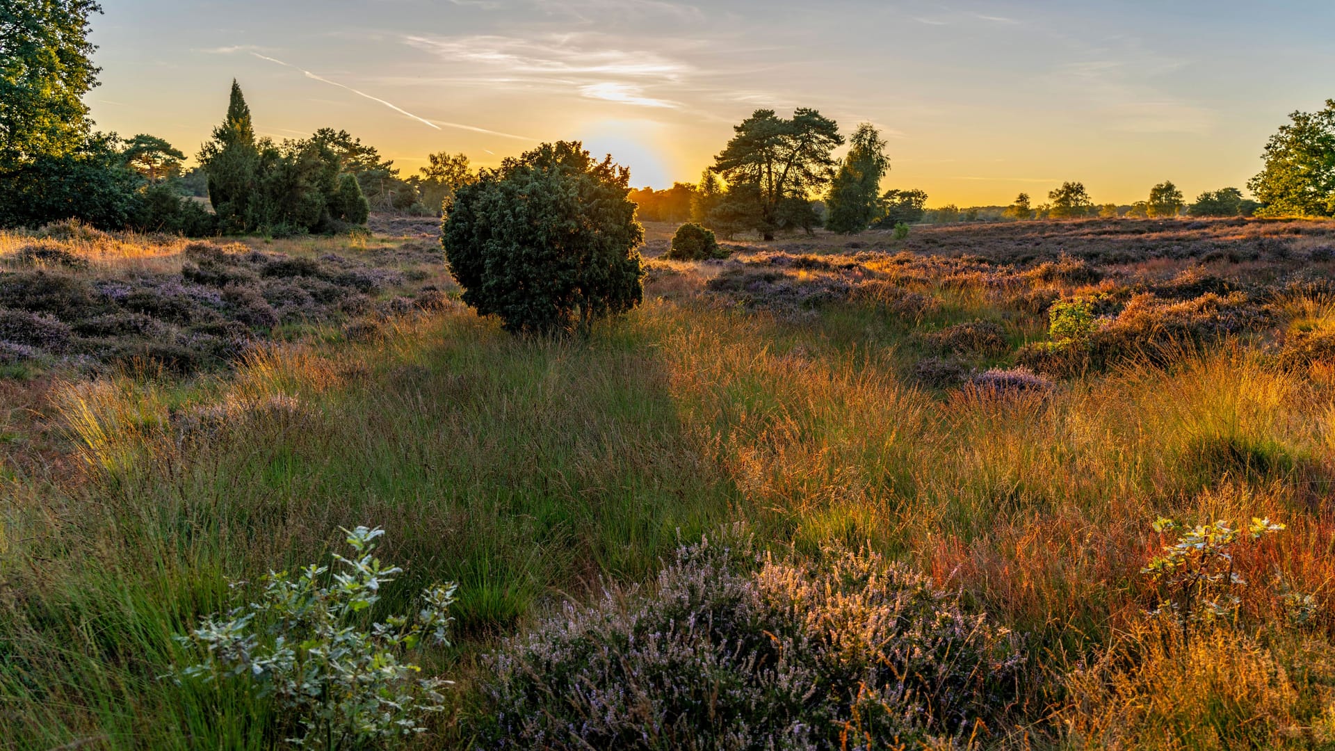 Die Westruper Heide im Westmünsterland (Symbolfoto): Vom Erholungsgebiet Erholungsgebiet Waldvelen sind viele Radtouren möglich.