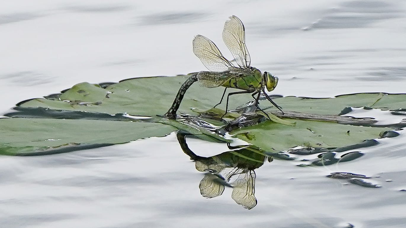 Große Königslibelle Große Königslibelle