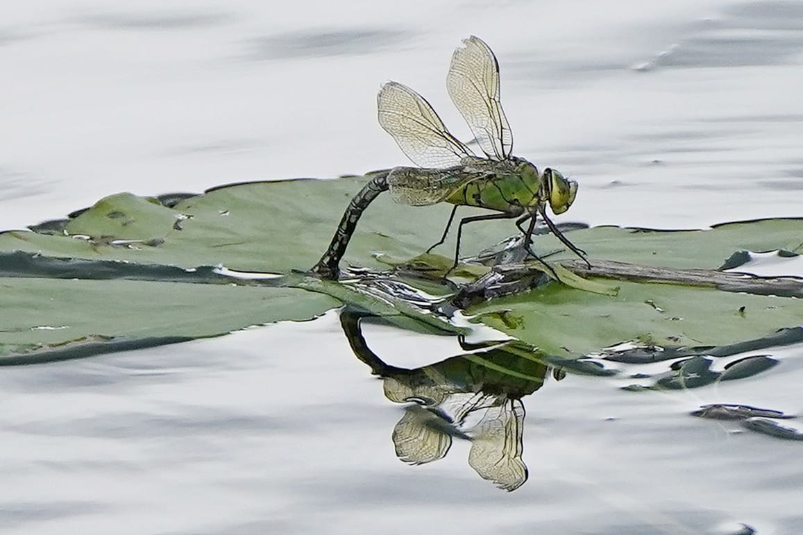 Große Königslibelle