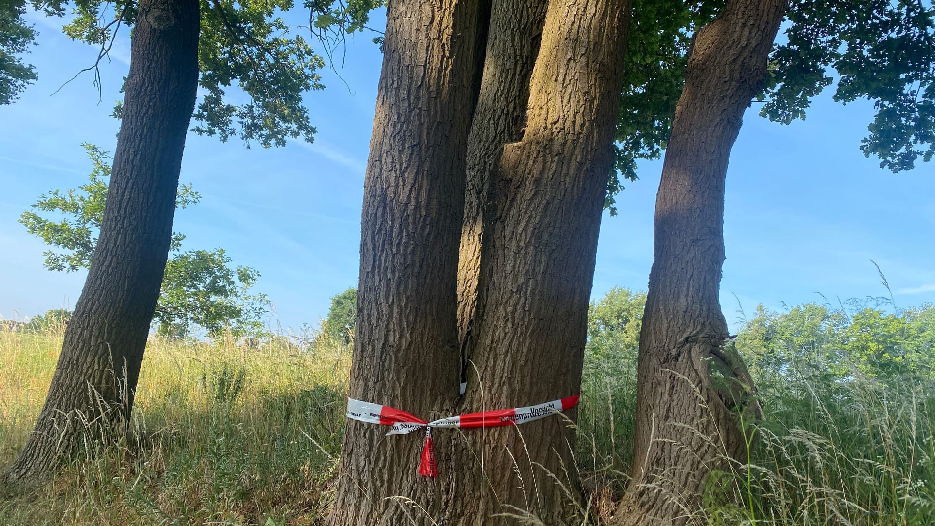 Band um Eichen: Im benachbarten Landkreis Gifhorn sind diese Bänder zu sehen, um auf die Eichenprozessionsspinner aufmerksam zu machen.