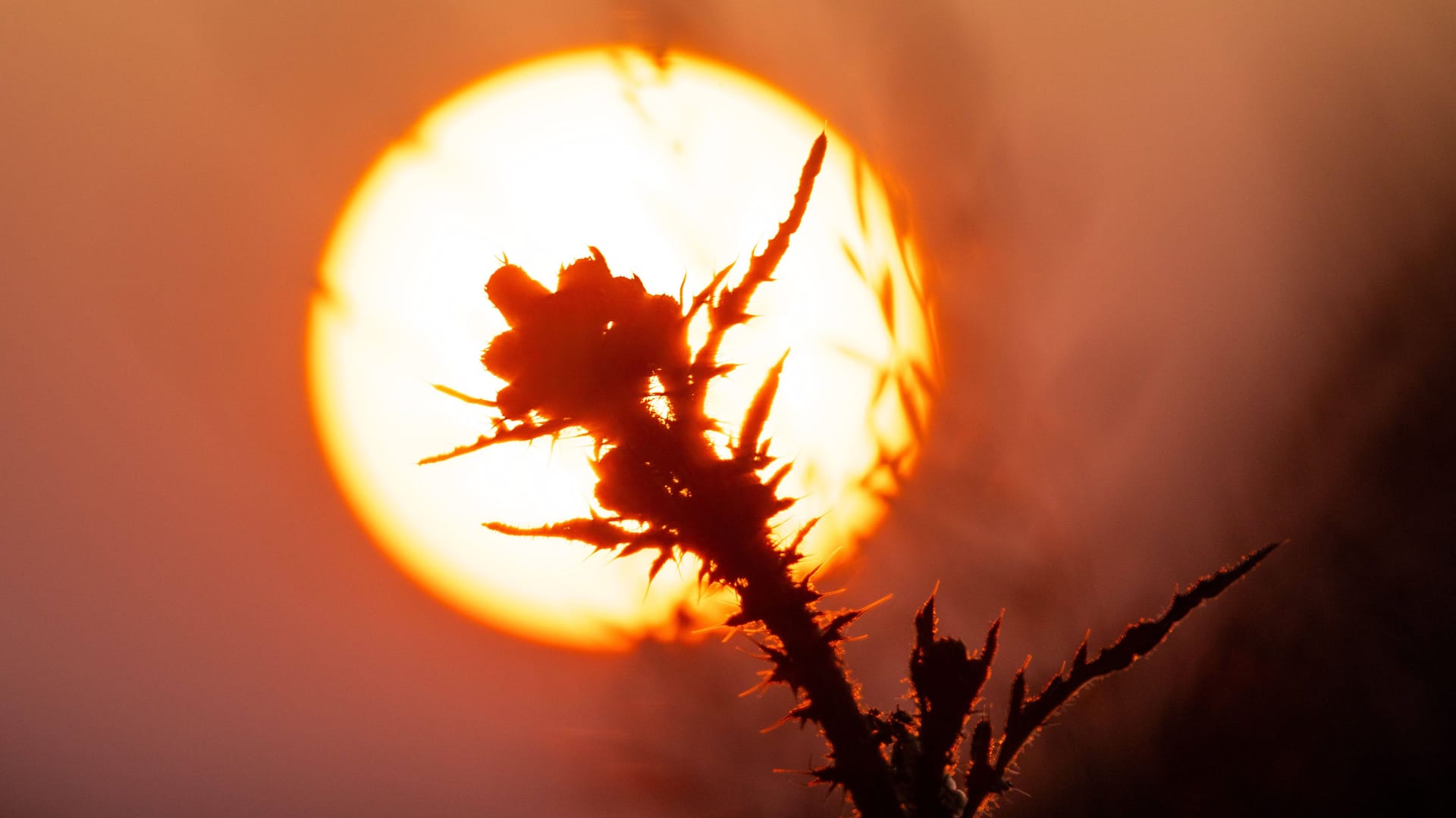 Die untergehende Sonne am Himmel: In Köln und der Region droht eine tagelange Hitzewelle. Die untergehende Sonne am Himmel: In Köln und der Region droht eine tagelange Hitzewelle.