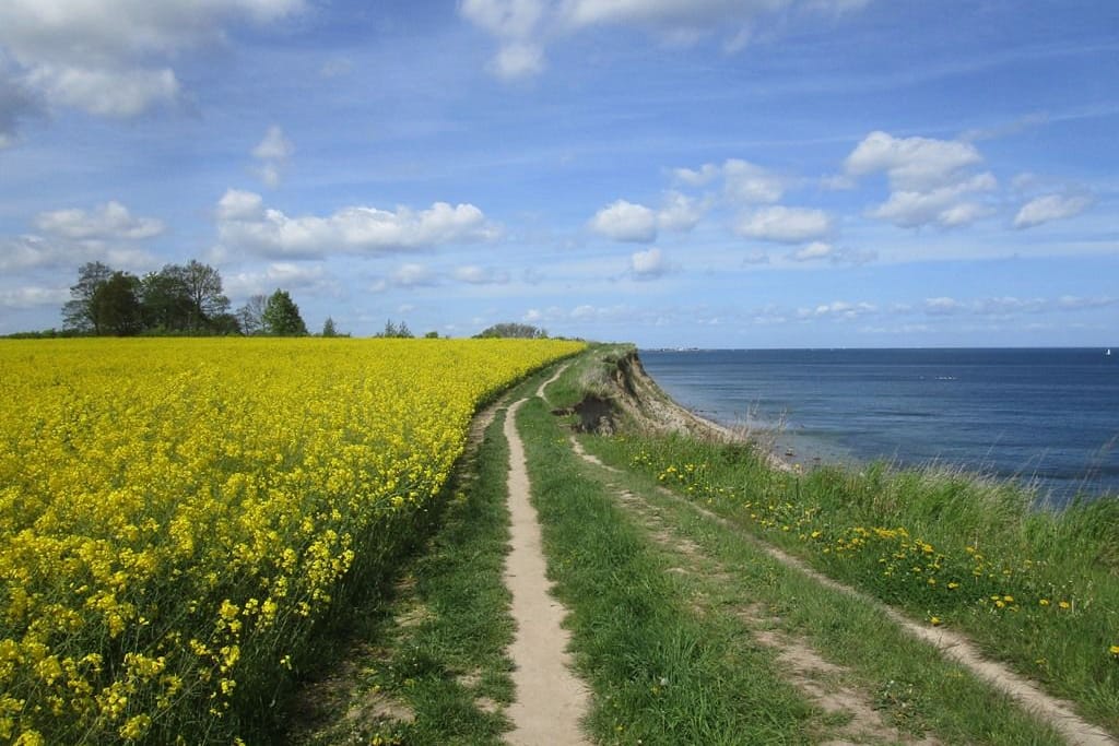 Satte Rapsfelder und Steilküste: Schönhagen eignet sich vor allem für Familien und Ruhe-Sucher an der Ostsee.