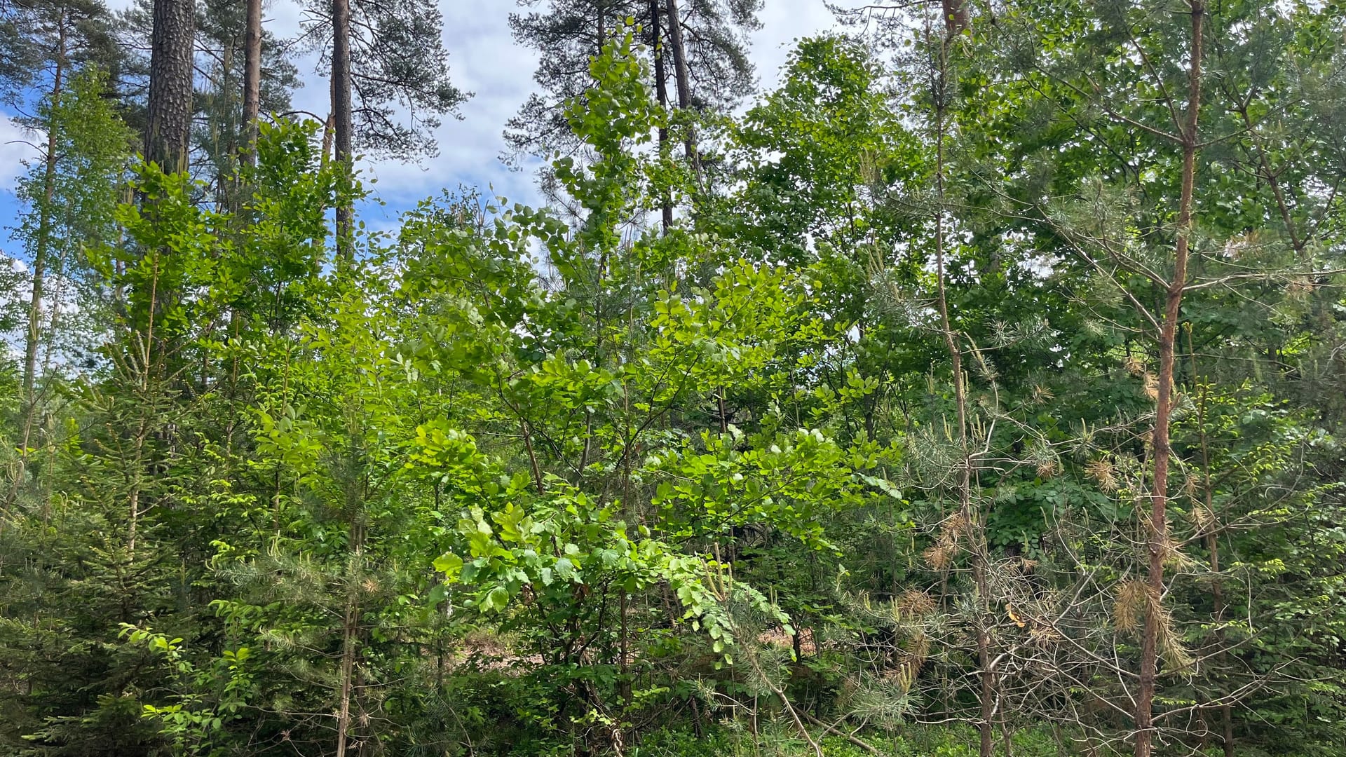 Waldumbau im Reichswald: Die Fortsarbeiter versuchen, neue Bäume unter bestehenden zu pflanzen - so können die Neuen, durch die Alten geschützt vor Frost und Hitze, gut anwachsen.