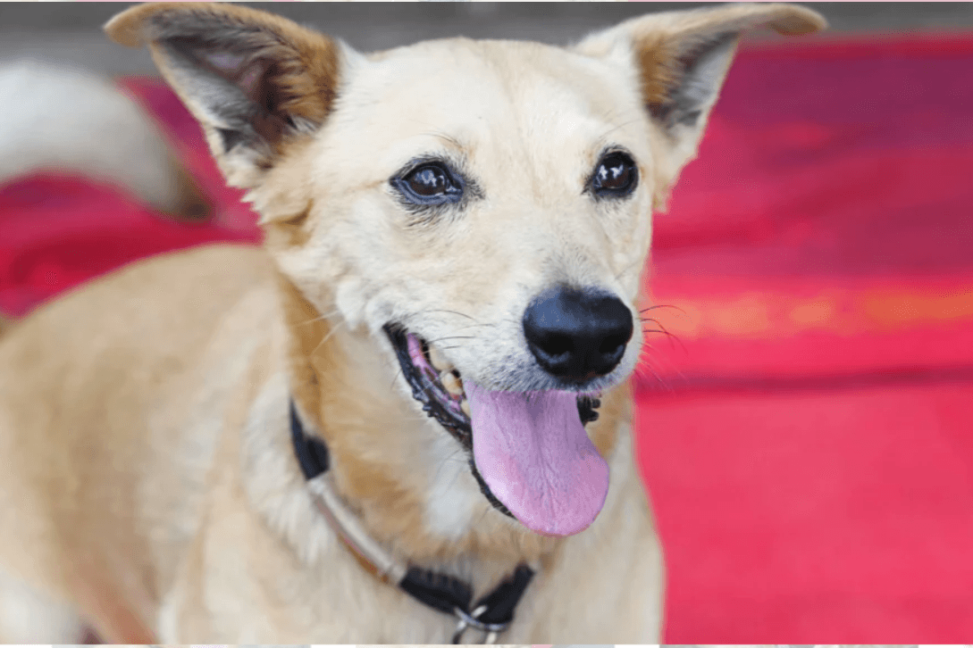 Der Hund Oscar: Er kann besonders gut mit Frauen.