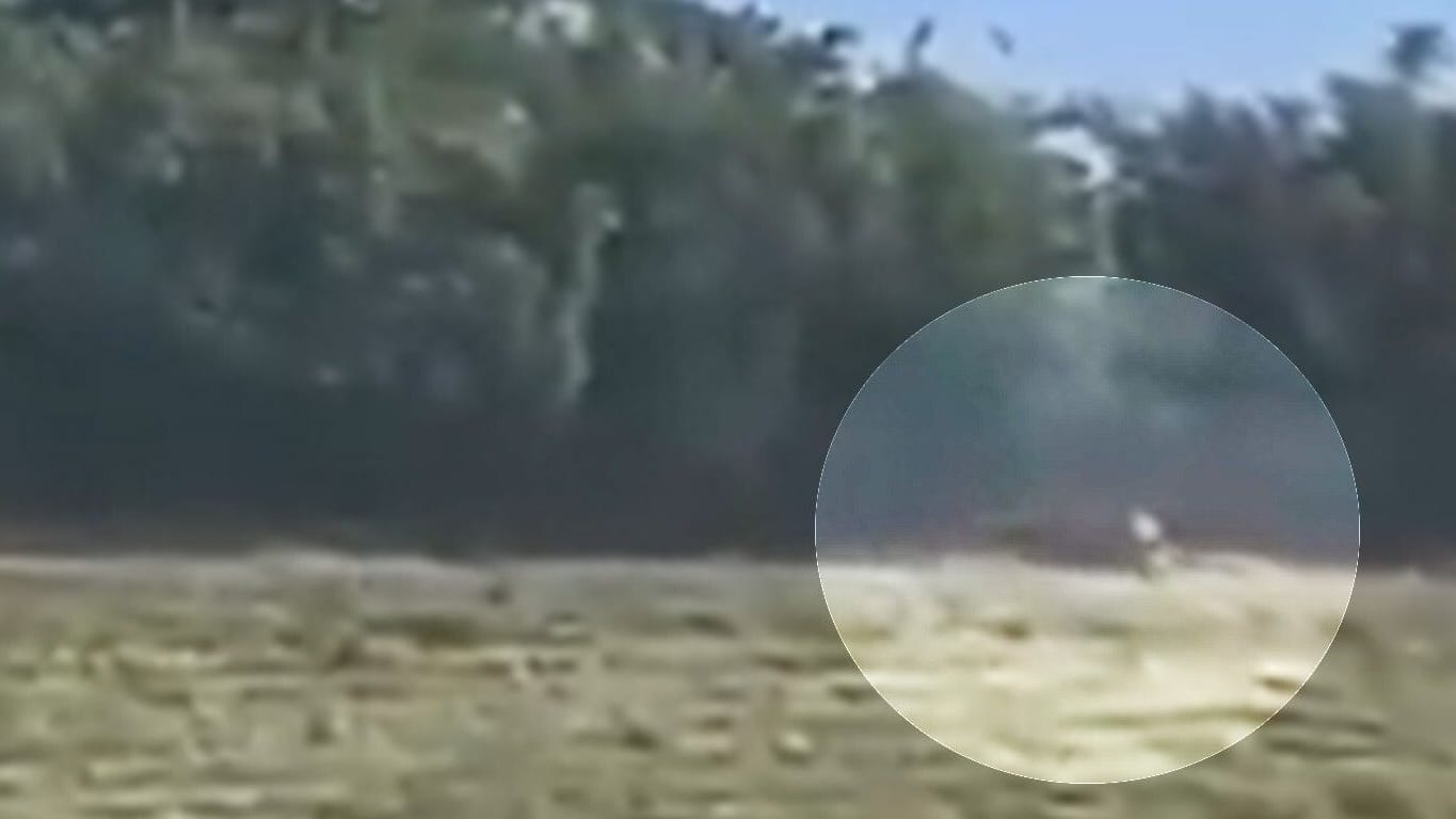 Videoaufnahmen sollen das Raubtier zeigen: Die Behörden sind in Alarmbereitschaft.