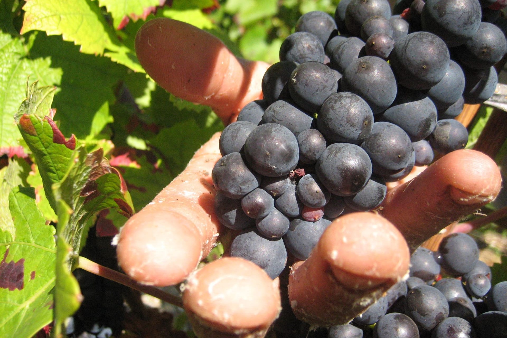 Prozess um «Weinlese der Schande» startet in Frankreich