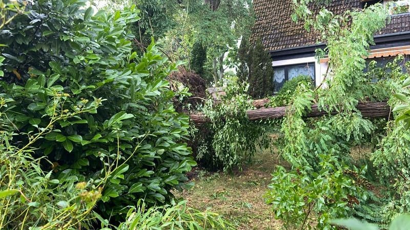 Vor einem Haus im Berliner Stadtteil Heiligensee liegen durch schwere Böen entwurzelte Bäume. Vor einem Haus im Berliner Stadtteil Heiligensee liegen durch schwere Böen entwurzelte Bäume.
