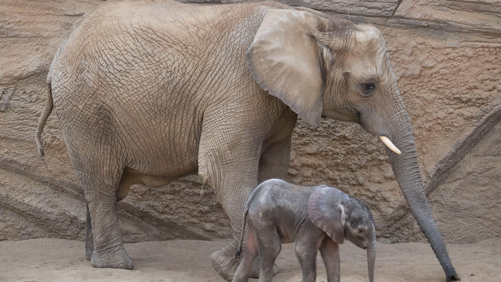 Elefanten-Baby «Kaja» im Opel-Zoo