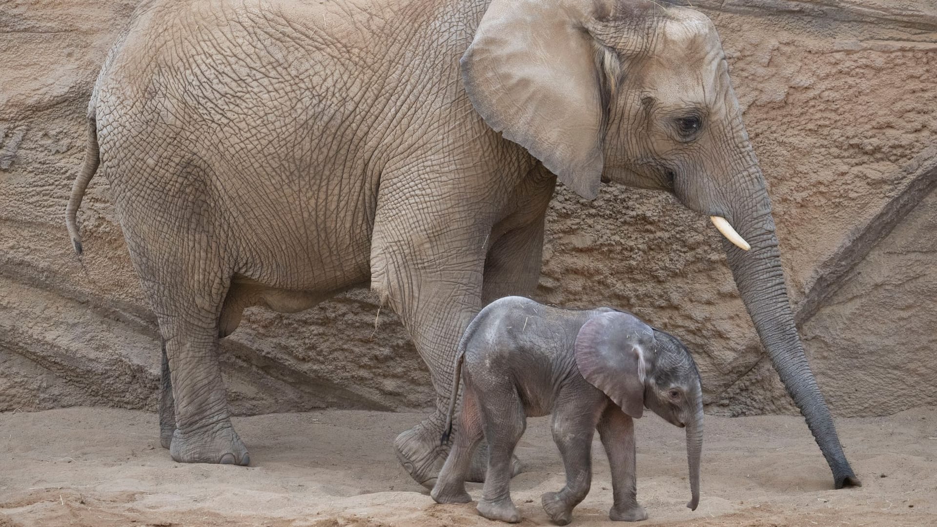 Elefanten-Baby «Kaja» im Opel-Zoo