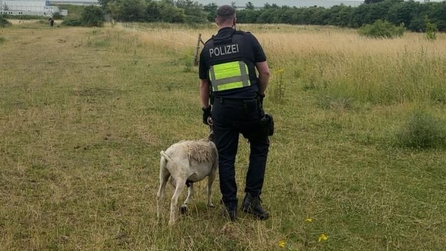 Ein Autofahrer sicherte das Schaf mit einem Abschleppseil und übergab es der Polizei.