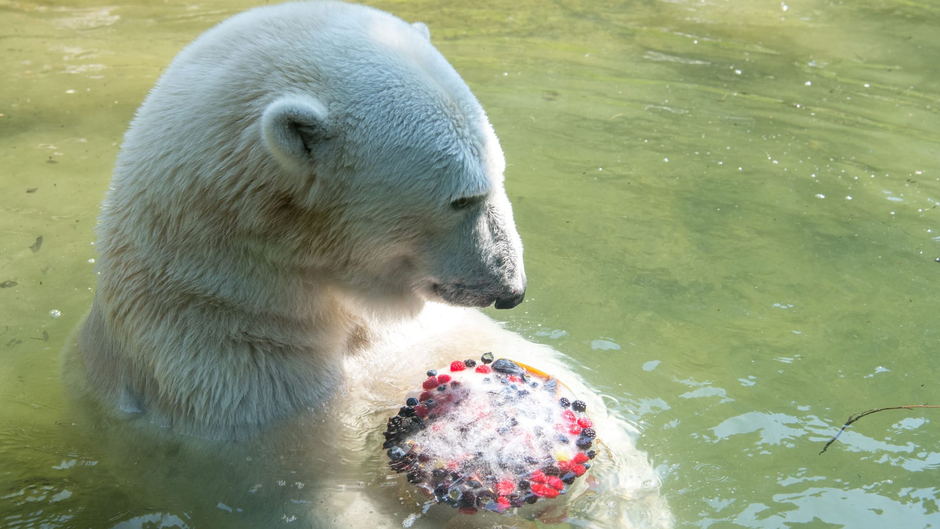 Eisbär im Becken: Dieser Zoobewohner hat eine sogenannte Eisbombe bekommen.