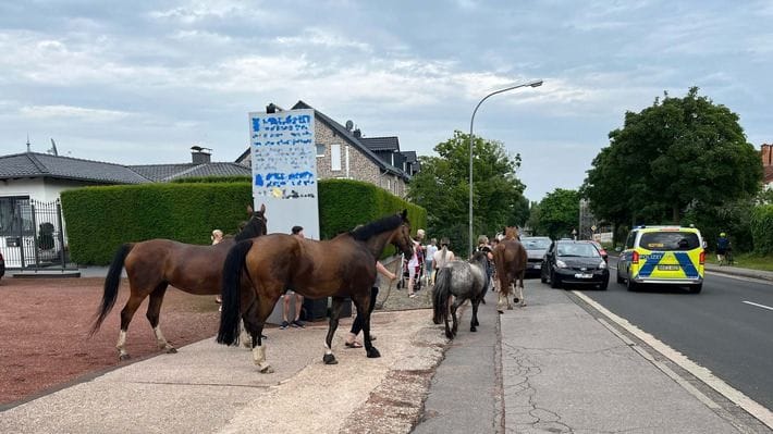 Die "Pferde-Karawane" zum Gut Schwarzenbruch: Verletzt wurde gkücklicherweise keines der Tiere.
