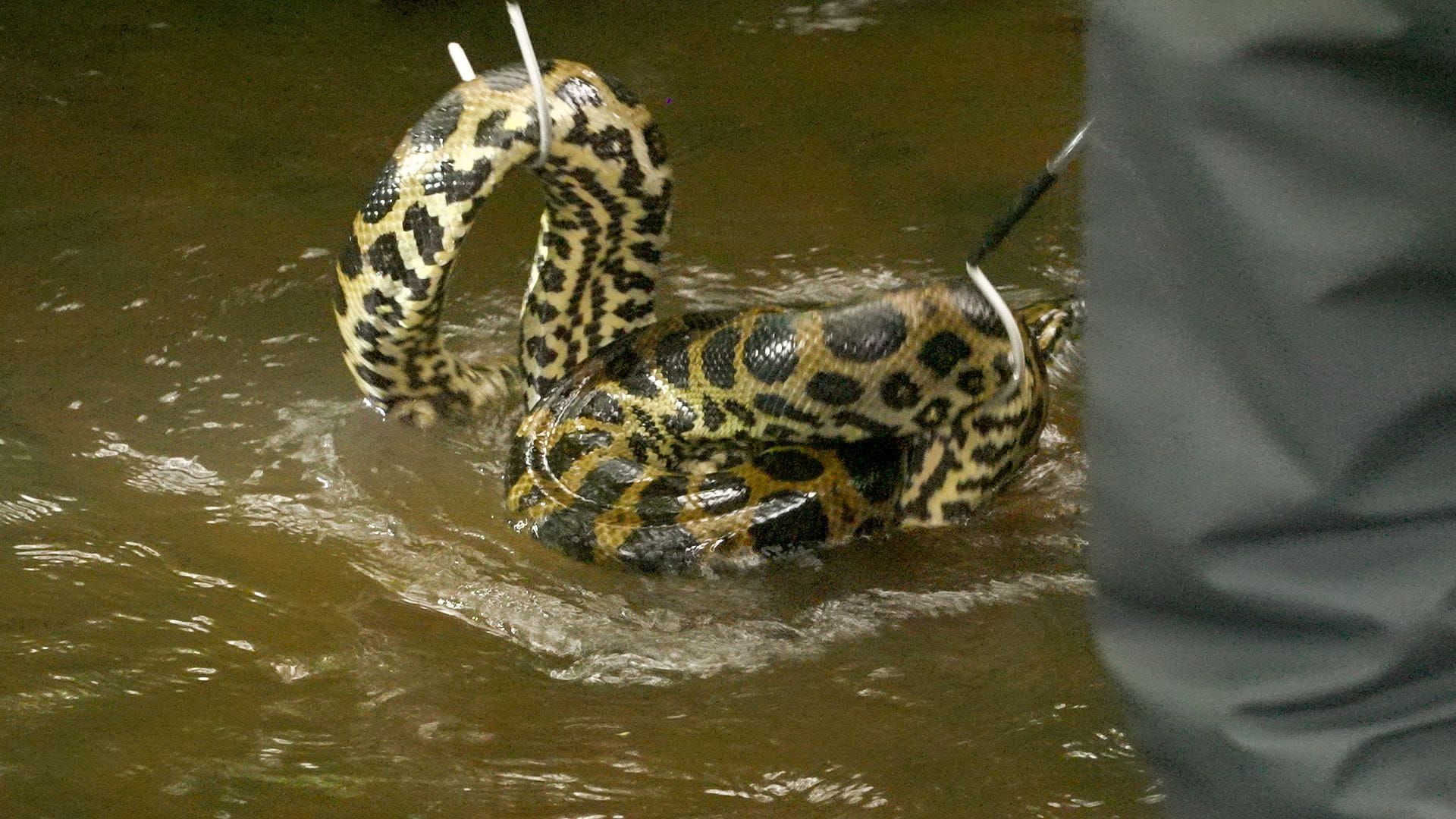 Feuerwehr birgt das Reptil aus dem Bach: Die gelbe Anakonda wurde mit Spezialwerkzeug gesichert und in einen Karton gehoben. Feuerwehr birgt das Reptil aus dem Bach: Die gelbe Anakonda wurde mit Spezialwerkzeug gesichert und in einen Karton gehoben.