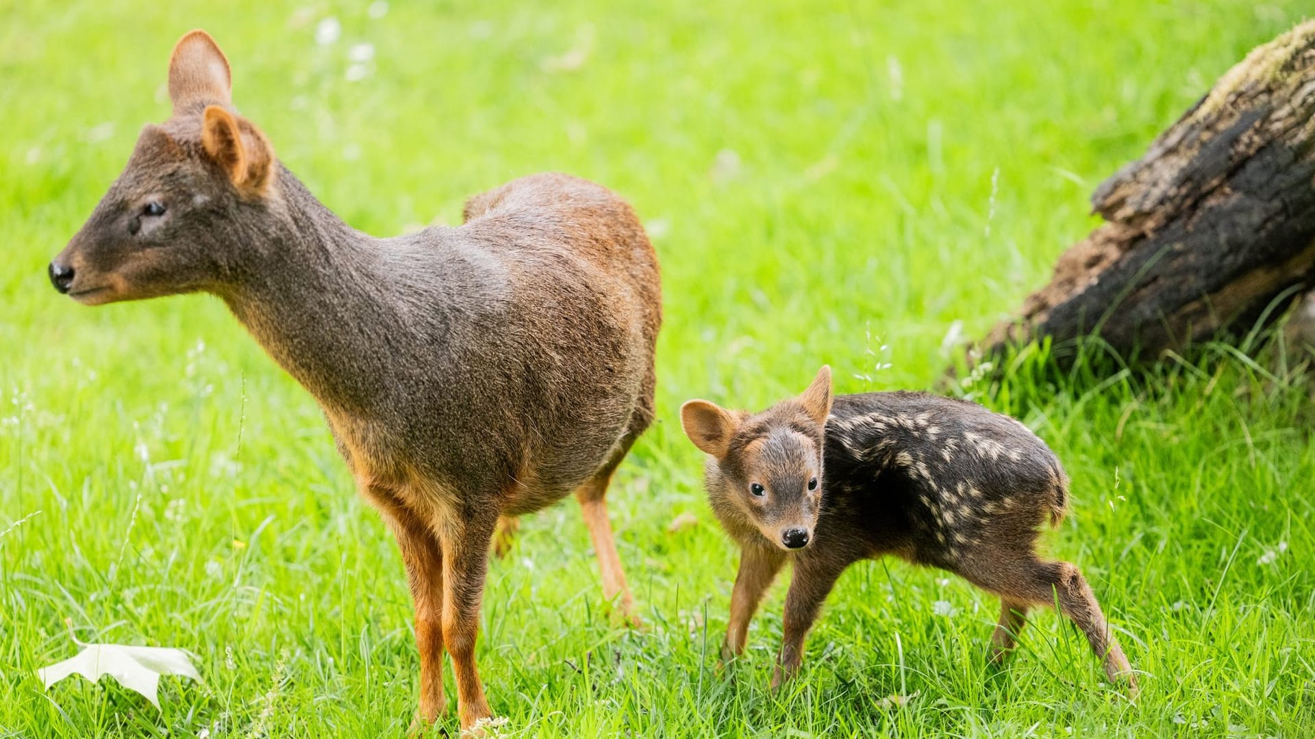 Das weibliche Südpudu Baby "Adora“ steht neben seiner Mutter "Auryn“ im Kölner Zoo – es brachte 1.325 Gramm auf die Waage. Das weibliche Südpudu Baby "Adora“ steht neben seiner Mutter "Auryn“ im Kölner Zoo – es brachte 1.325 Gramm auf die Waage.