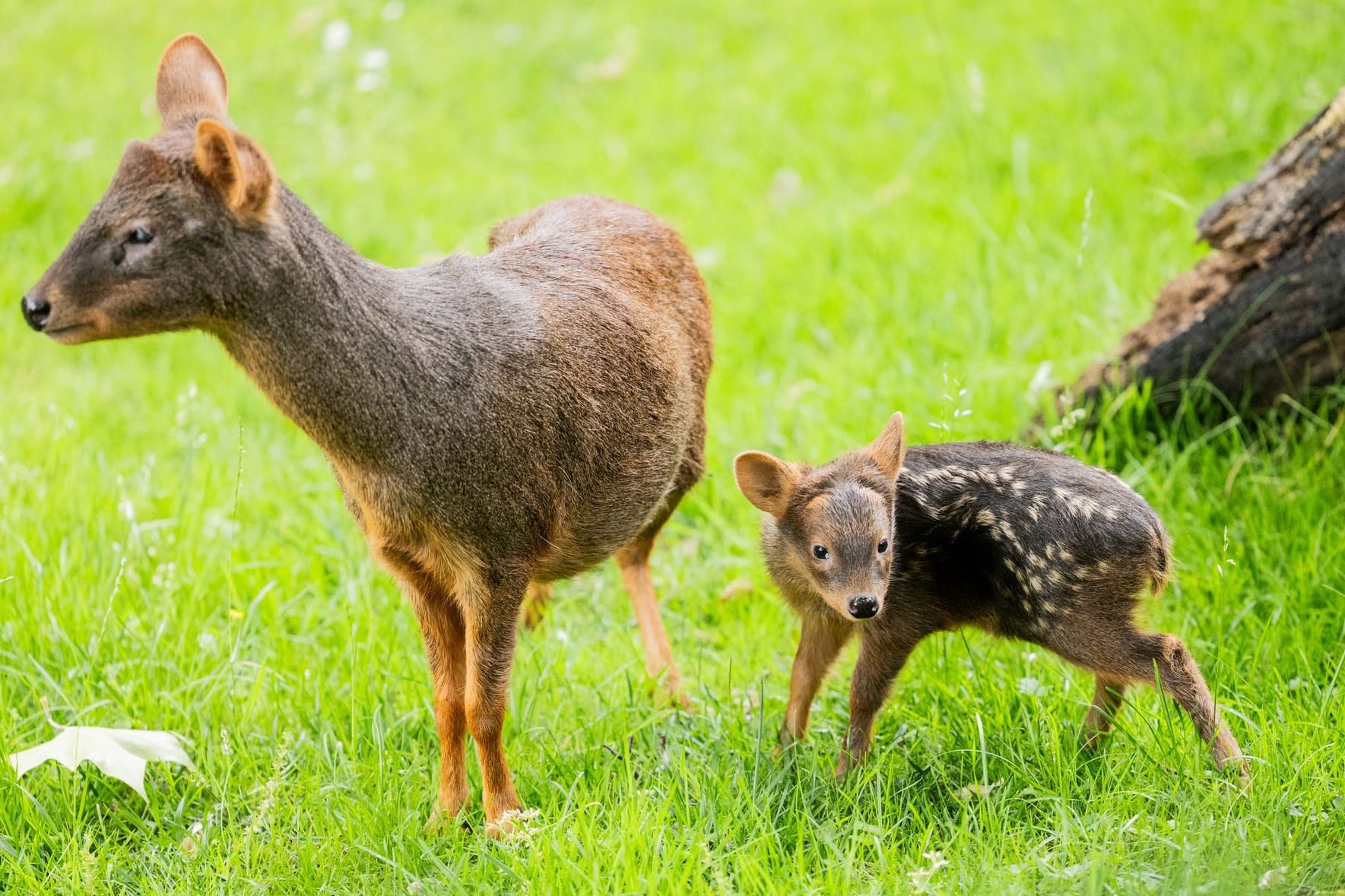 Das weibliche Südpudu Baby "Adora“ steht neben seiner Mutter "Auryn“ im Kölner Zoo – es brachte 1.325 Gramm auf die Waage.