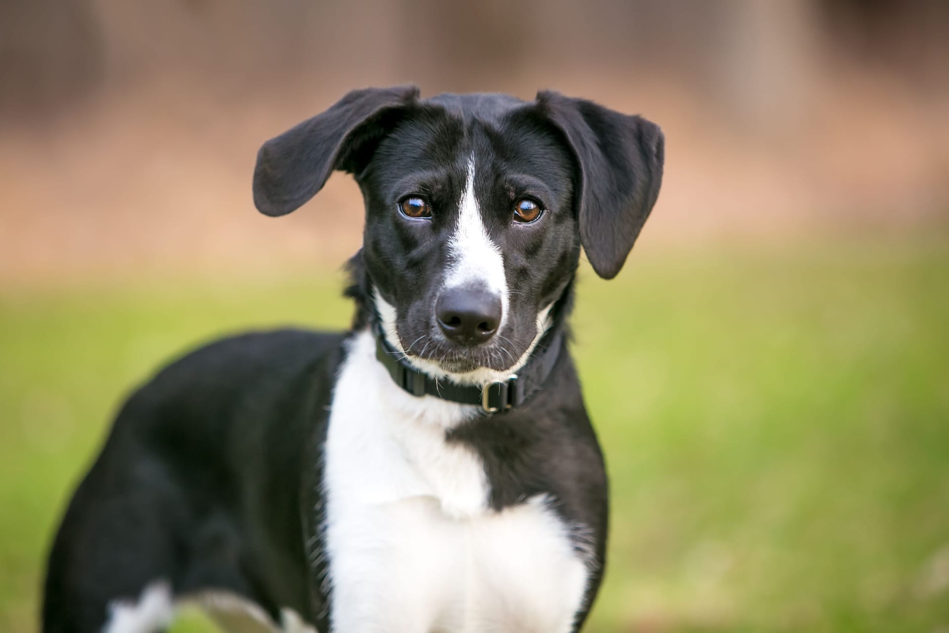 A black and white mixed breed dogEin schwarzer-weißer Hund auf einer Wiese (Symbolbild): Ein ähnlicher Hund sucht gerade im Tierheim Dellbrück nach neuen Besitzern. with large floppy ears