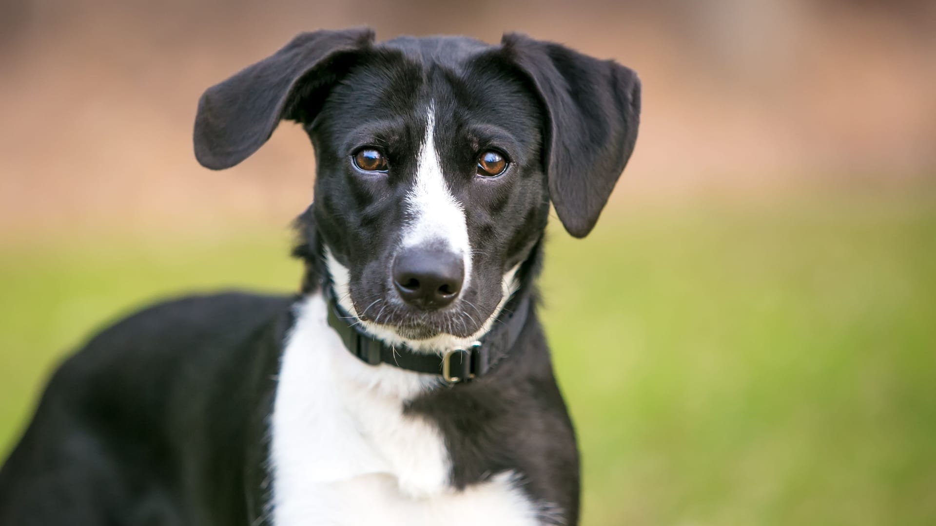 A black and white mixed breed dogEin schwarzer-weißer Hund auf einer Wiese (Symbolbild): Ein ähnlicher Hund sucht gerade im Tierheim Dellbrück nach neuen Besitzern. with large floppy ears
