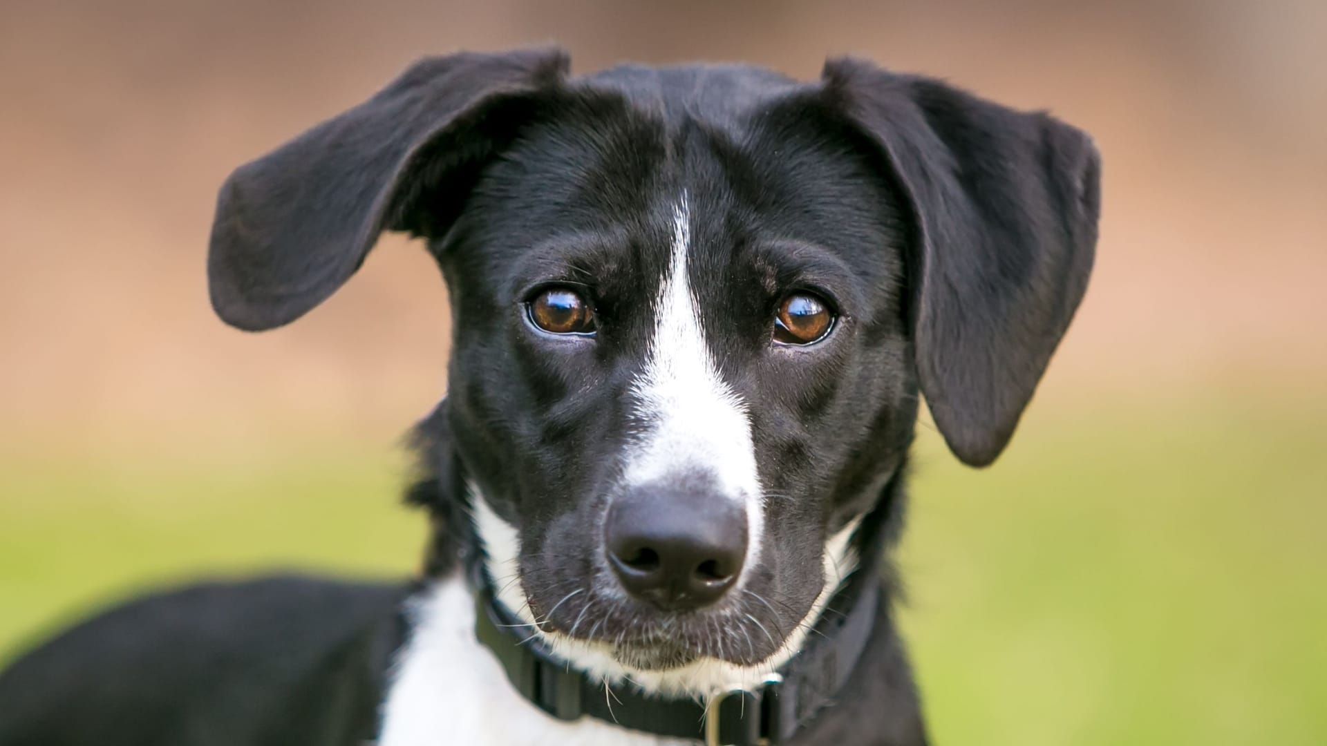 A black and white mixed breed dogEin schwarzer-weißer Hund auf einer Wiese (Symbolbild): Ein ähnlicher Hund sucht gerade im Tierheim Dellbrück nach neuen Besitzern. with large floppy ears A black and white mixed breed dogEin schwarzer-weißer Hund auf einer Wiese (Symbolbild): Ein ähnlicher Hund sucht gerade im Tierheim Dellbrück nach neuen Besitzern. with large floppy ears