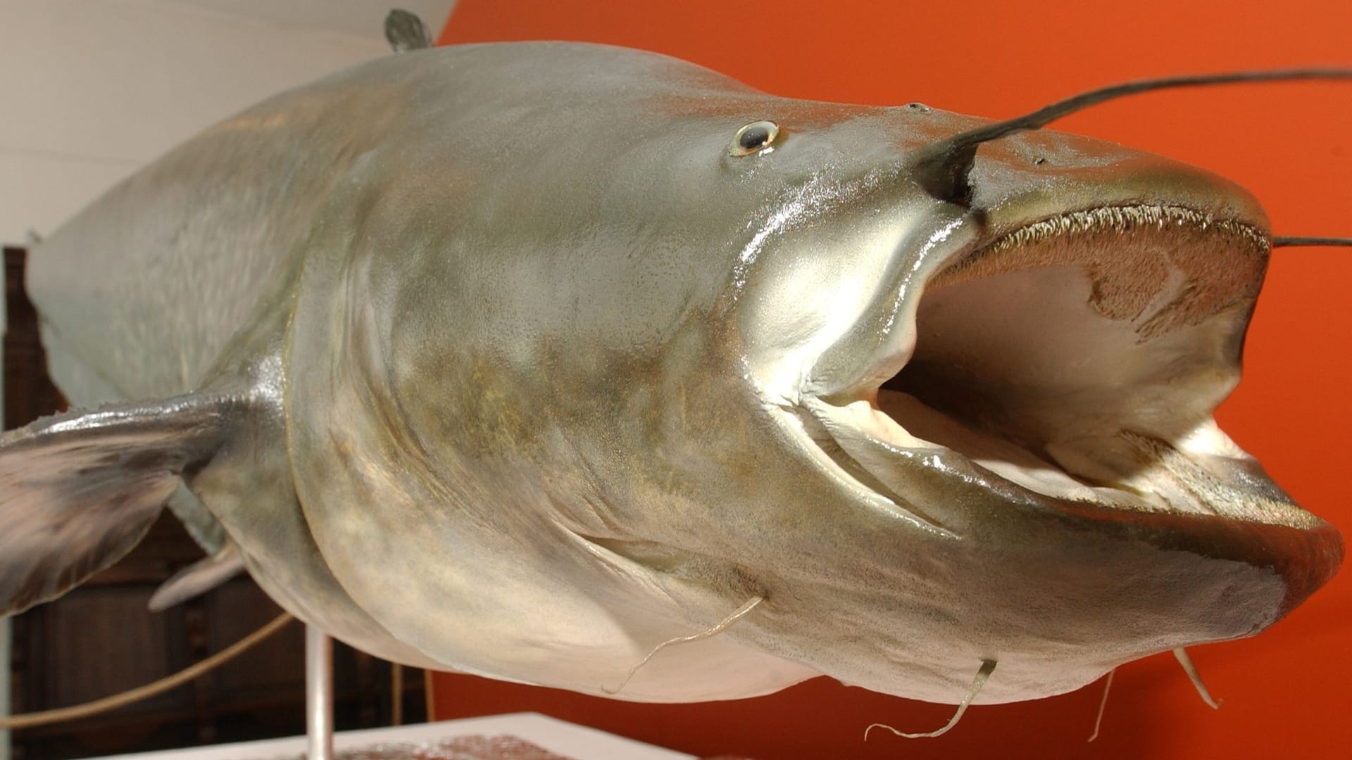 Ein unter dem Namen "Kuno" bekannt gewordener Riesenwels (Archivbild): Das Tier war mehr als 79 Kilogramm schwer.