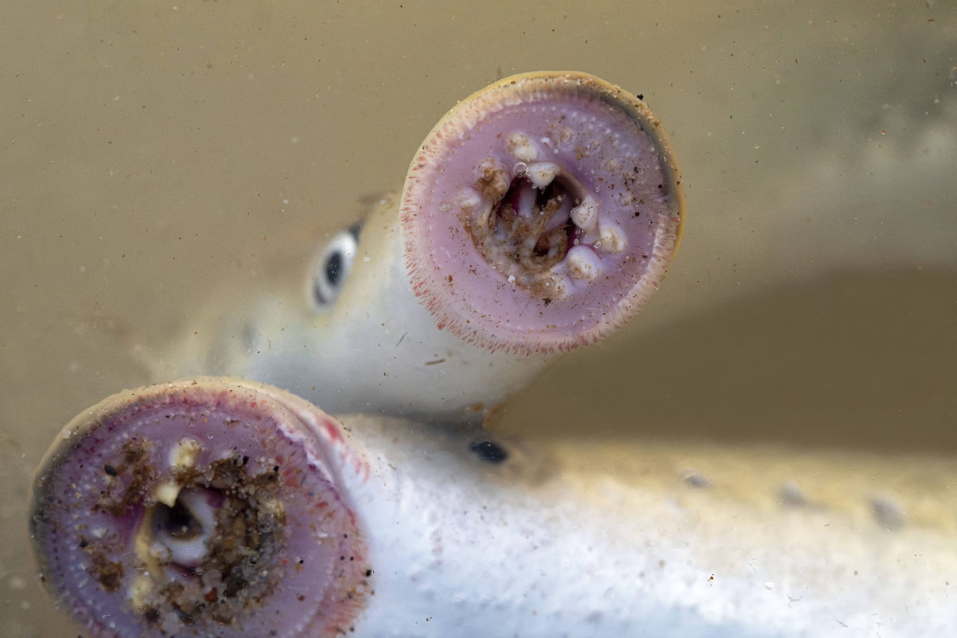 Flussneunauge: Diese bizarren Fische sind nur eine von vielen ungewöhnlichen Kreaturen in deutschen Gewässern.