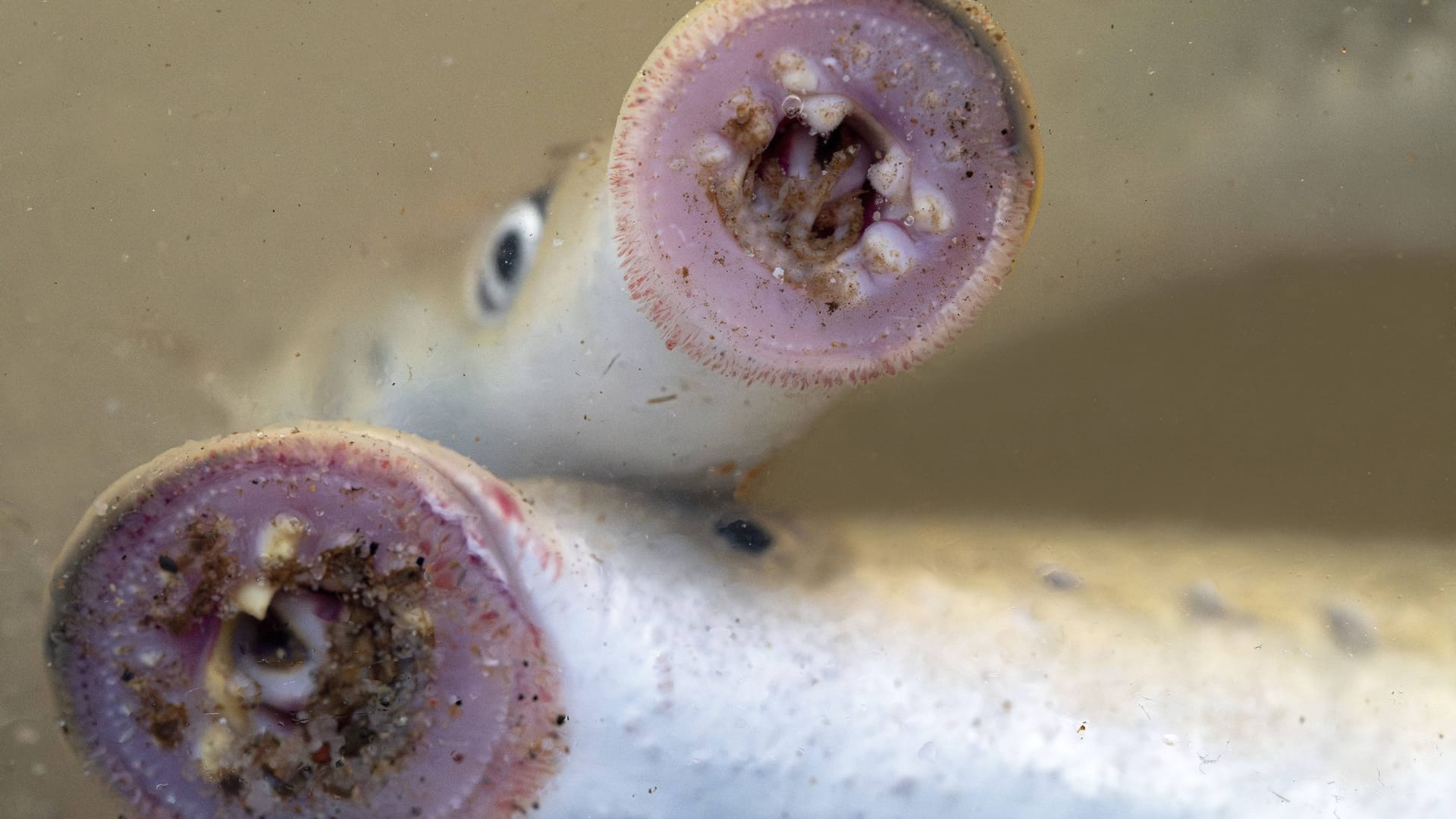 Flussneunauge: Diese bizarren Fische sind nur eine von vielen ungewöhnlichen Kreaturen in deutschen Gewässern.